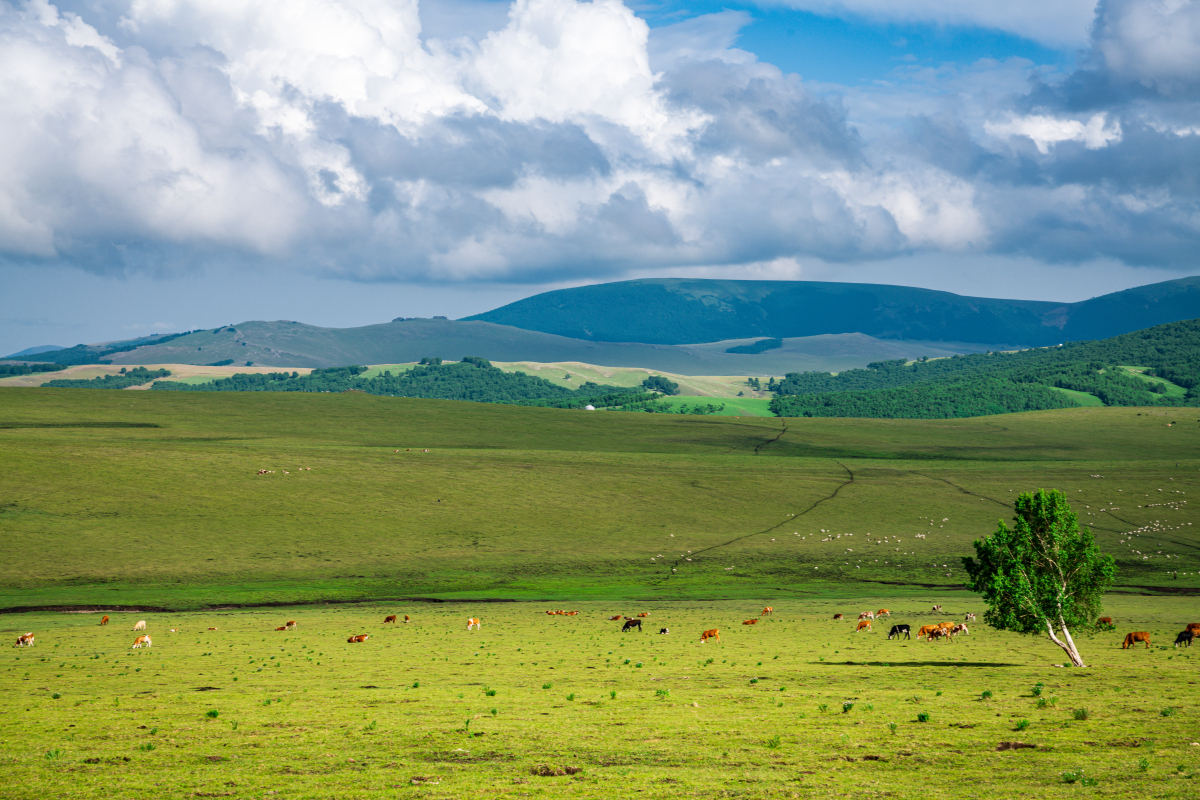 内蒙古,位于中国北部,是一个以草原,沙漠与古城著称的旅游胜地.
