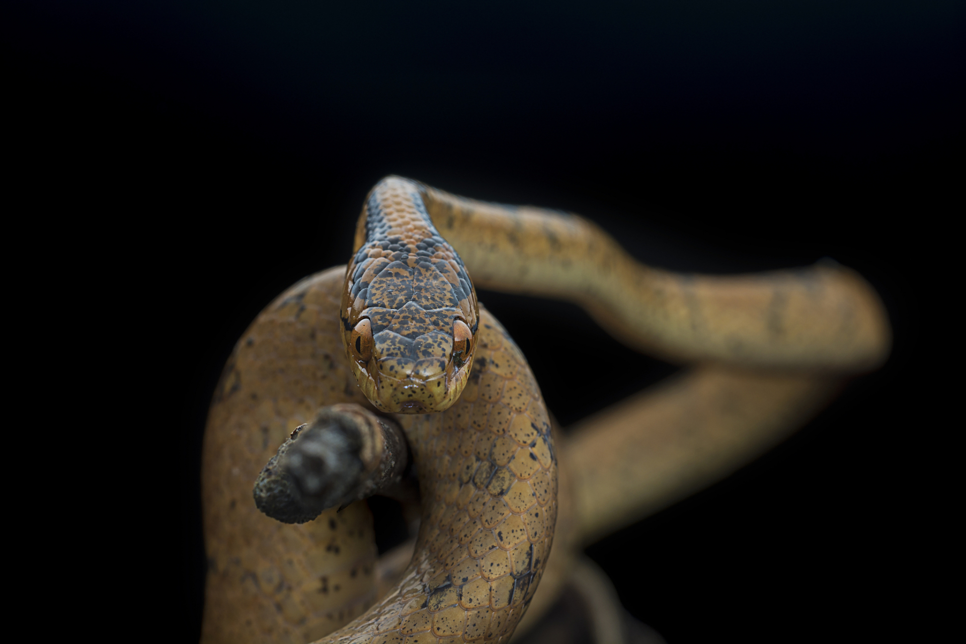 蛇心佛口,佛的嘴巴,蛇的心肠.