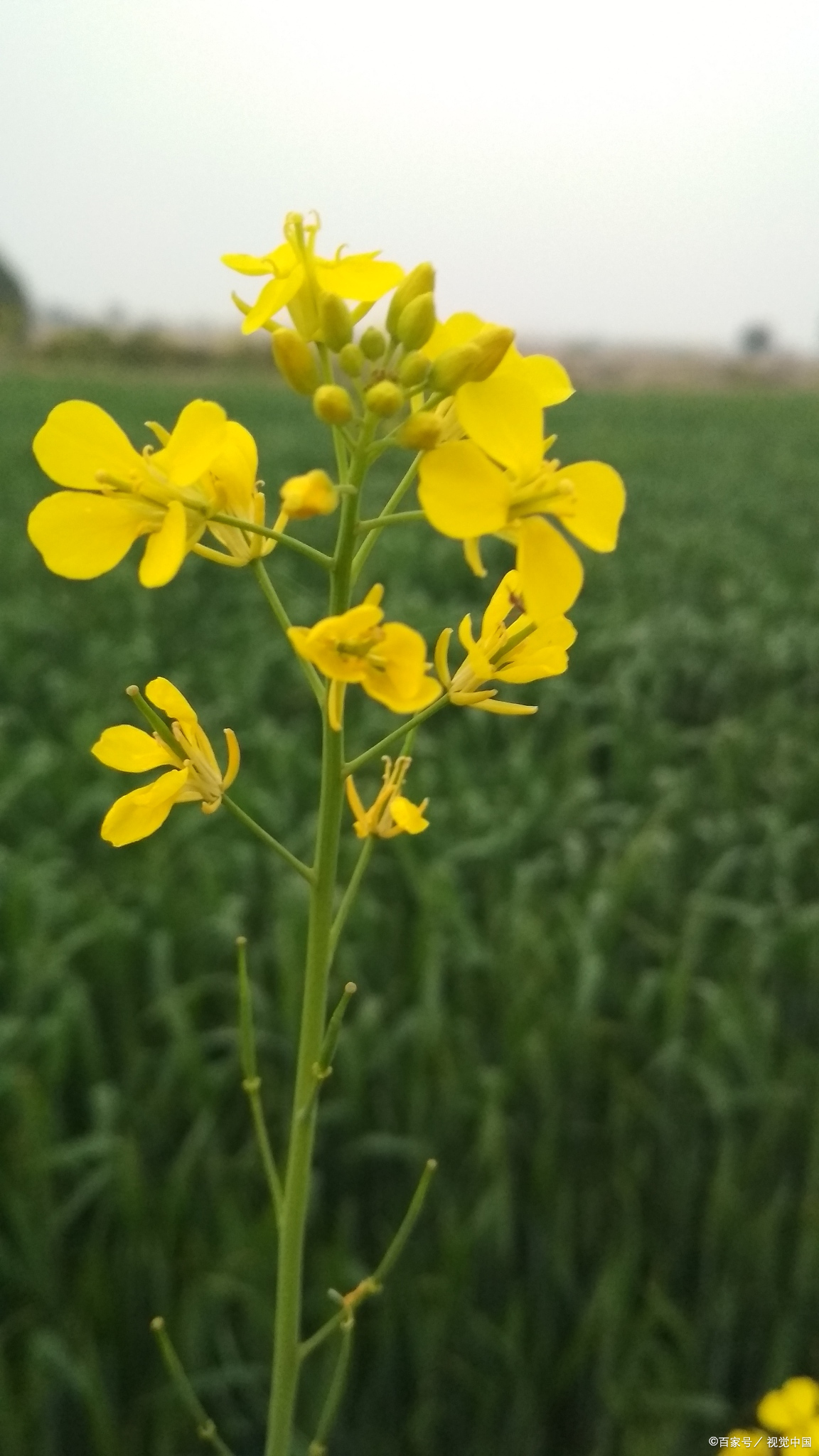 油菜花营养成分表100克图片