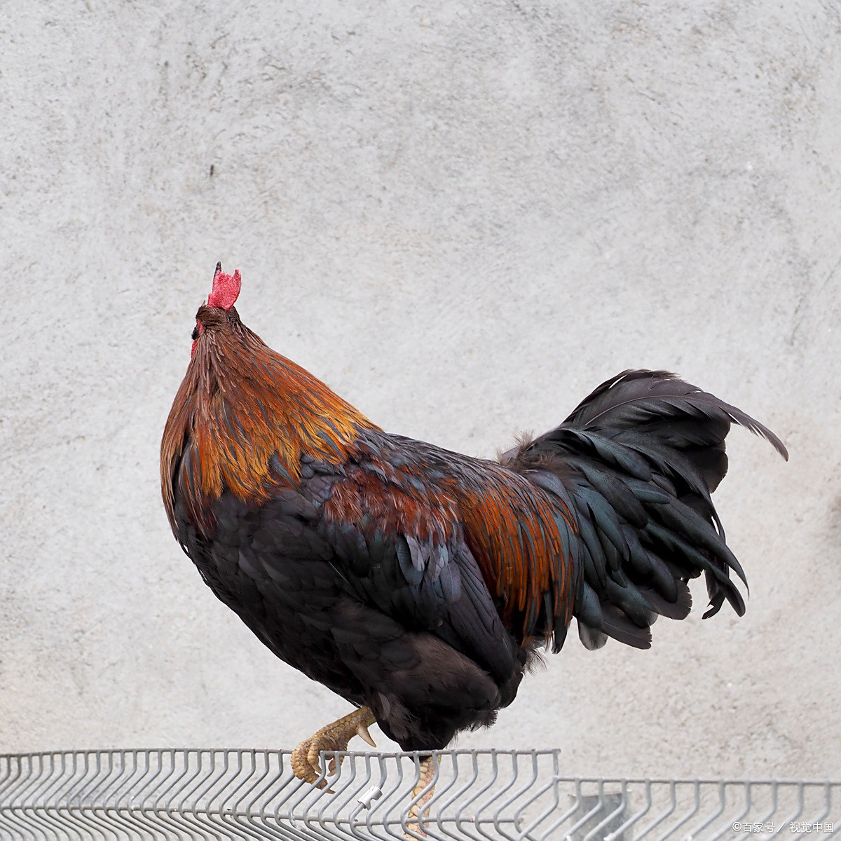 生肖鸡牛年运势丨(属鸡牛年运势2021运势详解)