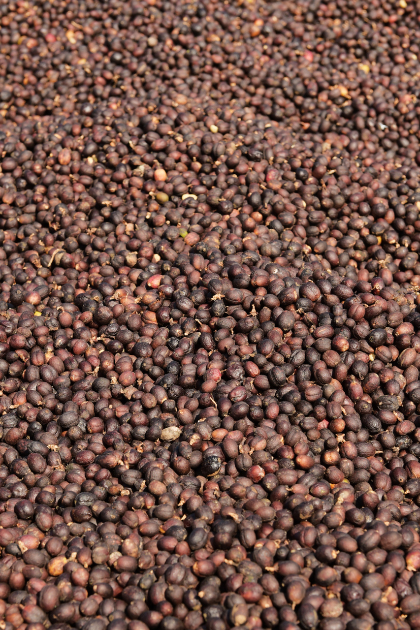 [原文:苏子籽的正确吃法]