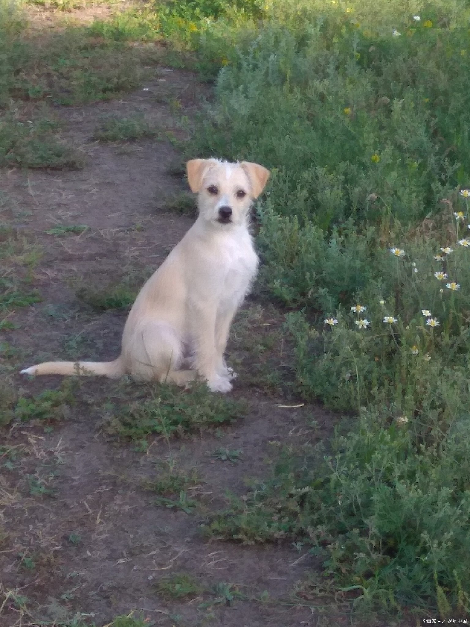 串串狗怎么养呢?