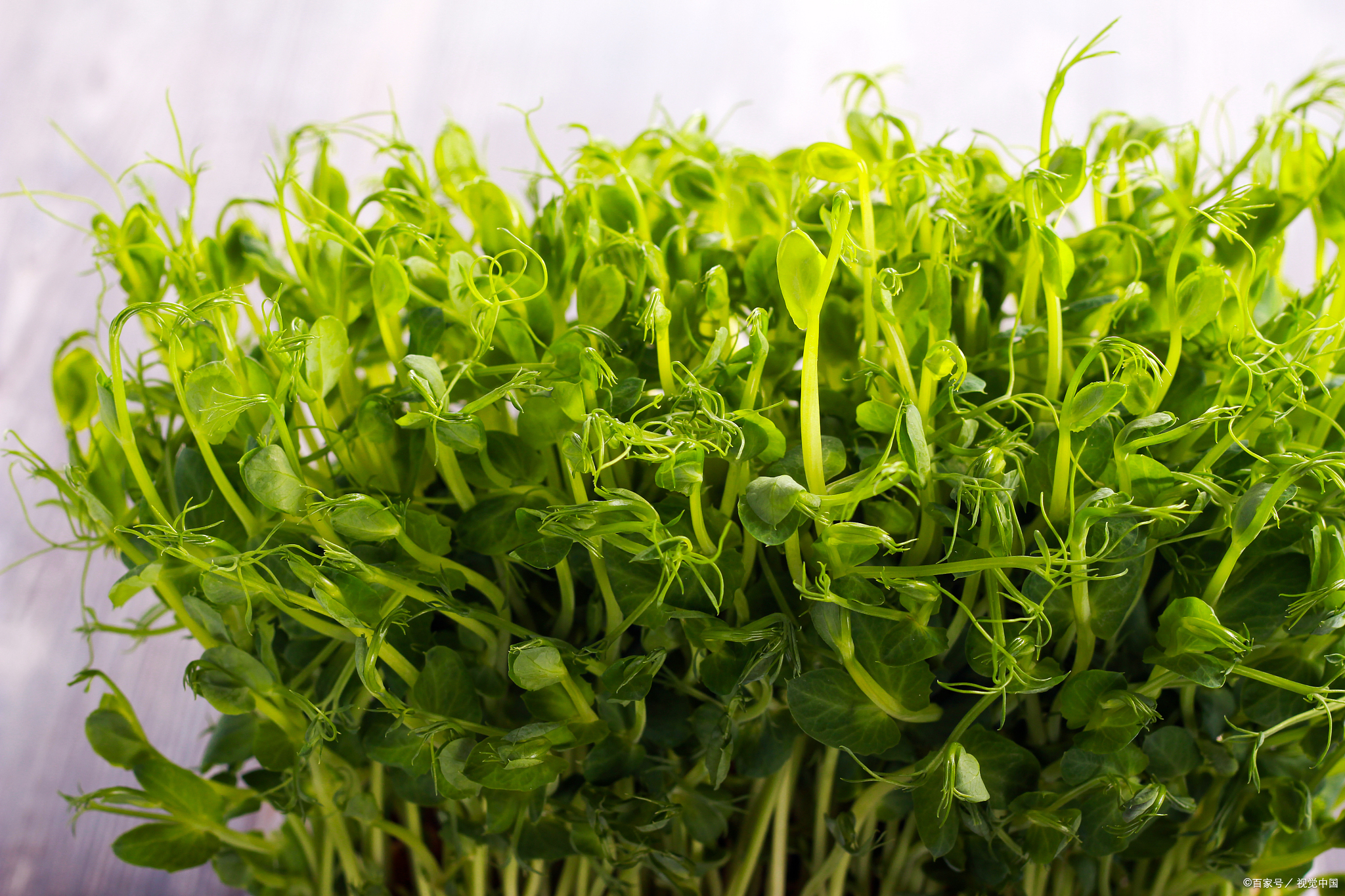 痛风患者应知:高嘌呤蔬菜排行榜及饮食控制建议