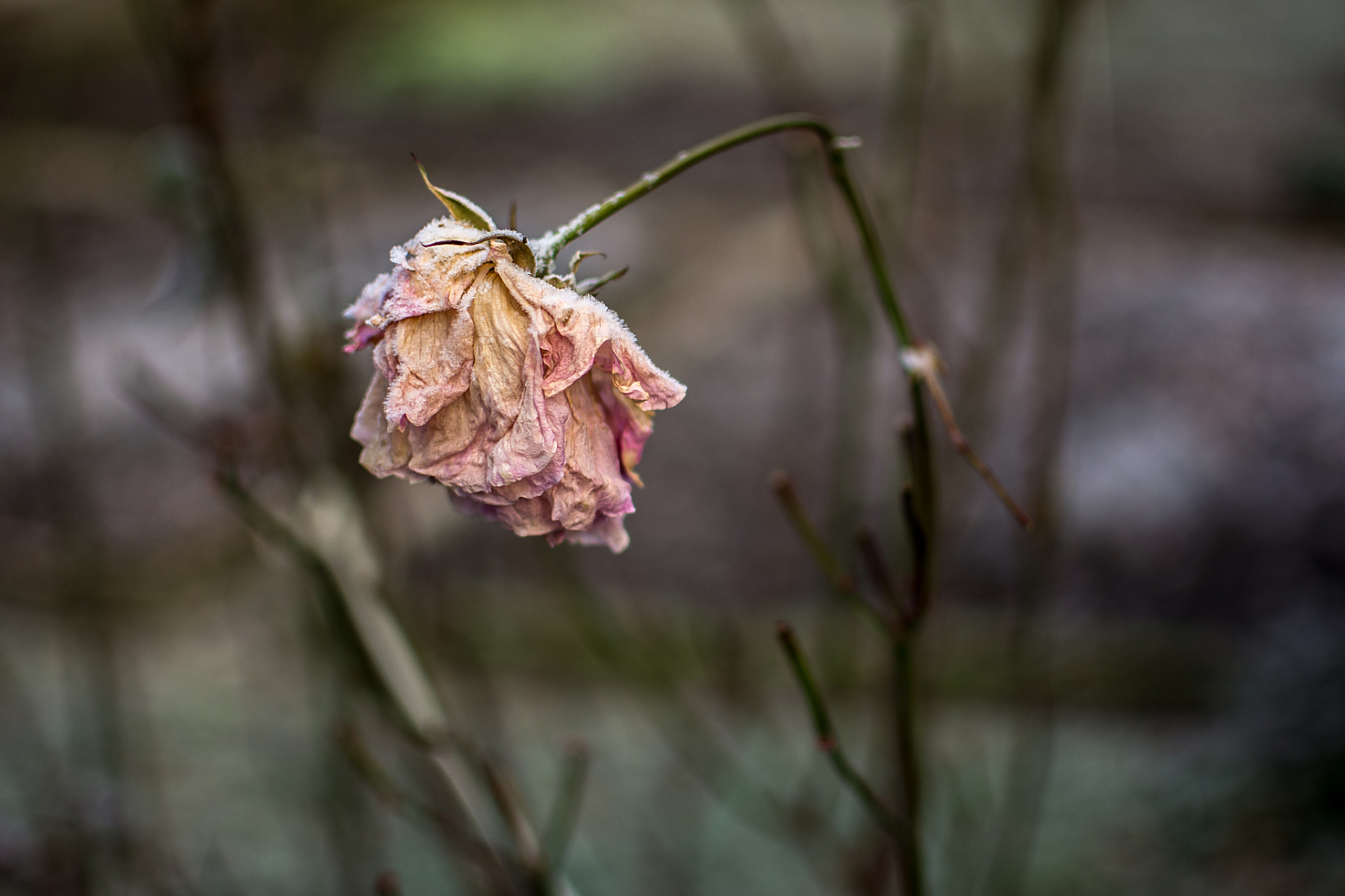 一花凋零荒芜不了整个春天,一次挫折也荒废不了整个人生