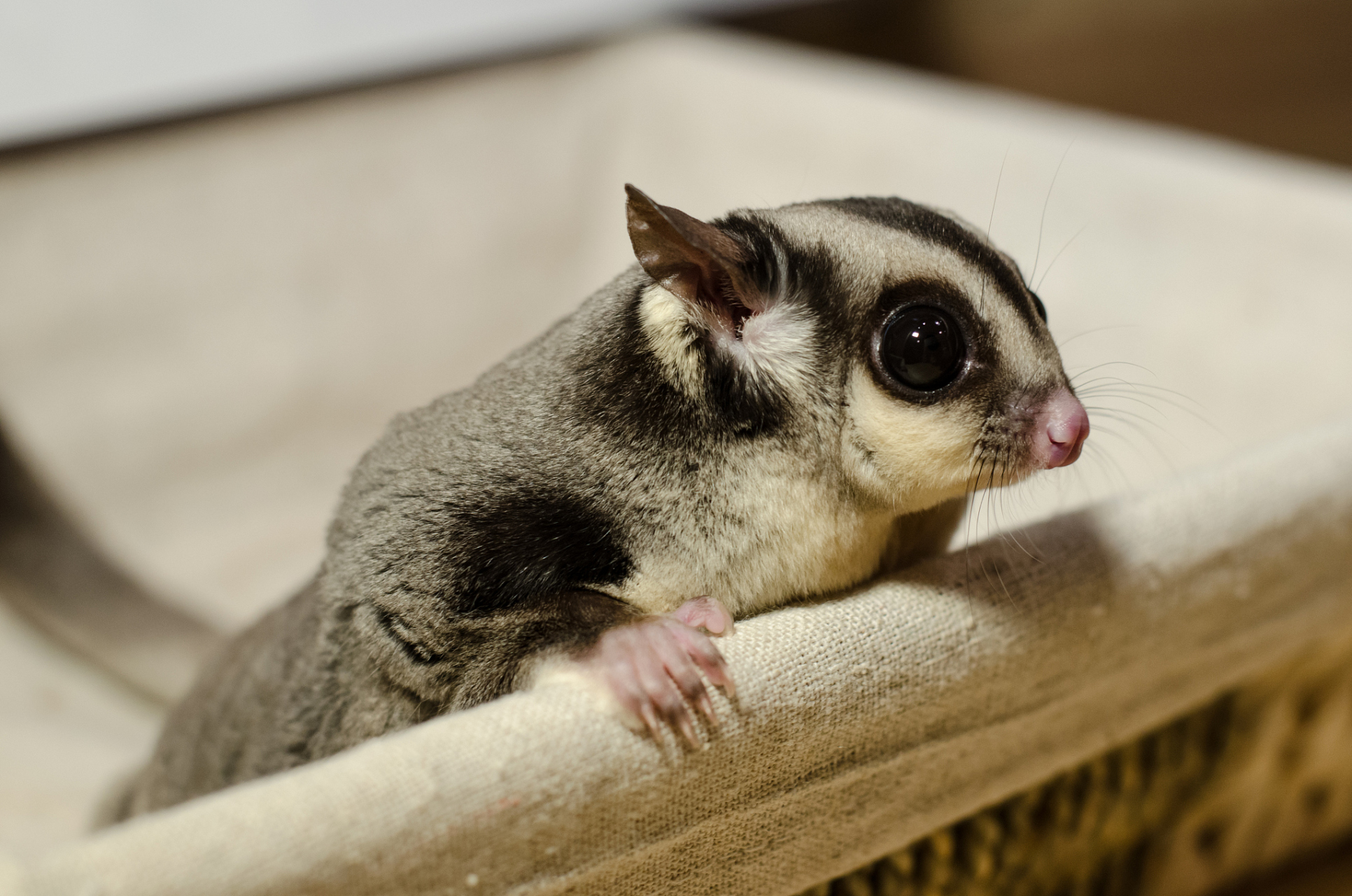 小蜜袋鼯,自然界的舞者&狙击手97速度超快,感官敏锐.