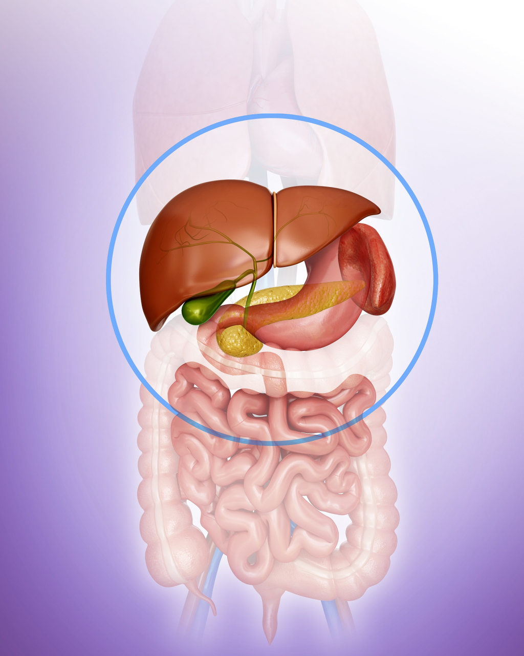 肝脏胰腺的位置图片图片