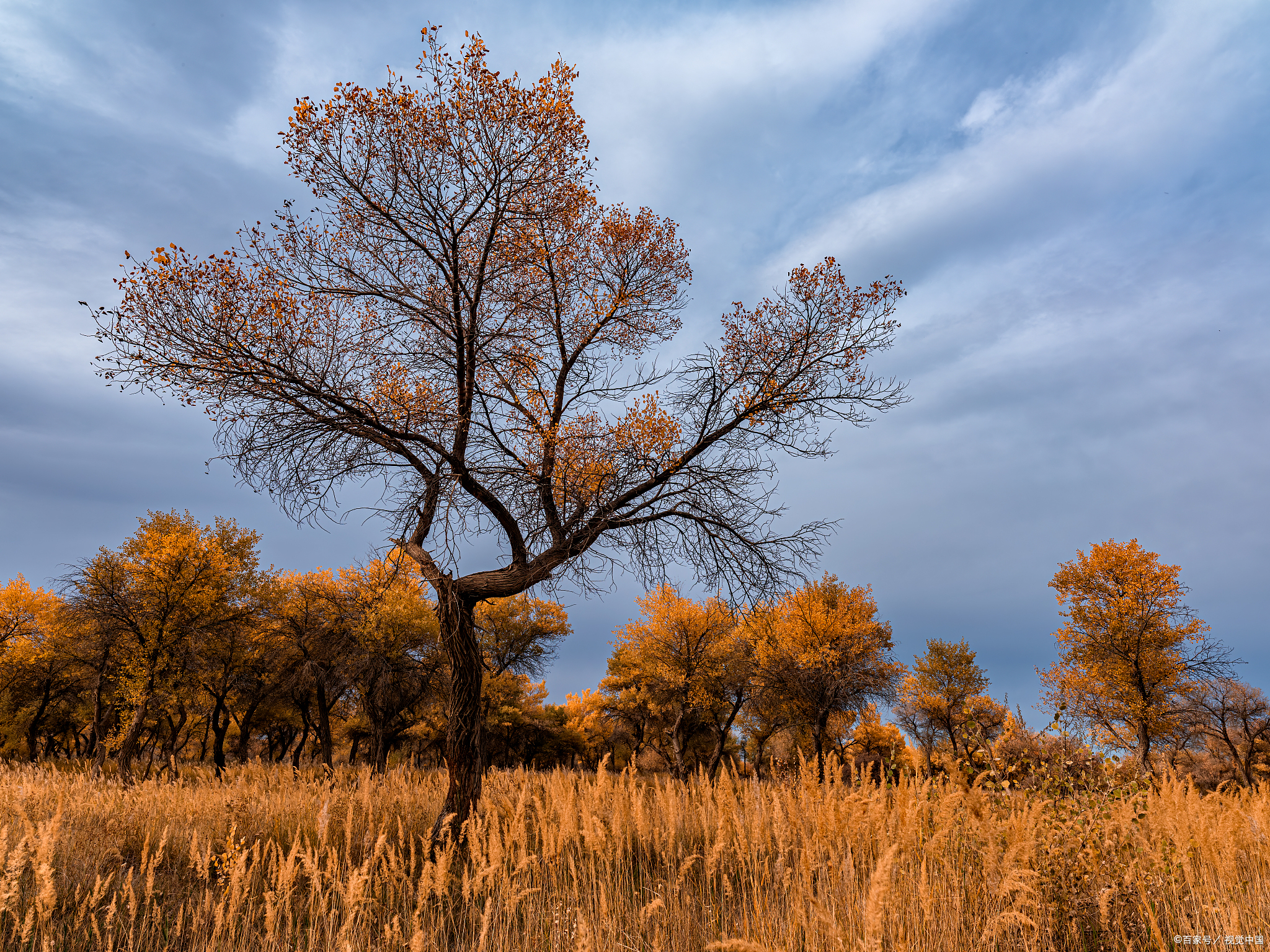 沙漠里的金色瀑布,新疆民丰50万亩,千年原始胡杨苏醒,每片叶子都在