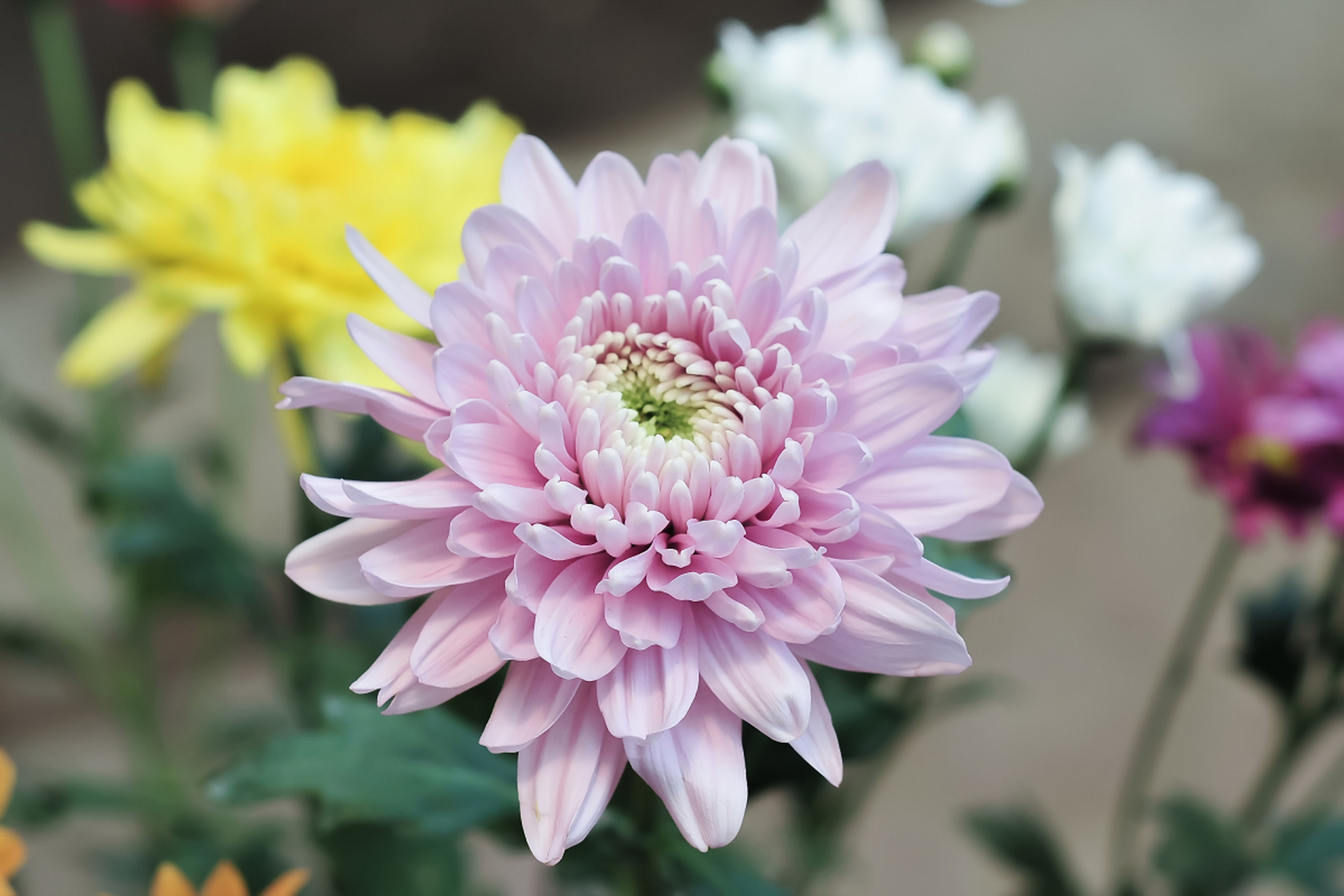 粉红色菊花是一种非常美丽的观赏植物,它的花朵呈现出鲜艳的粉红色,给