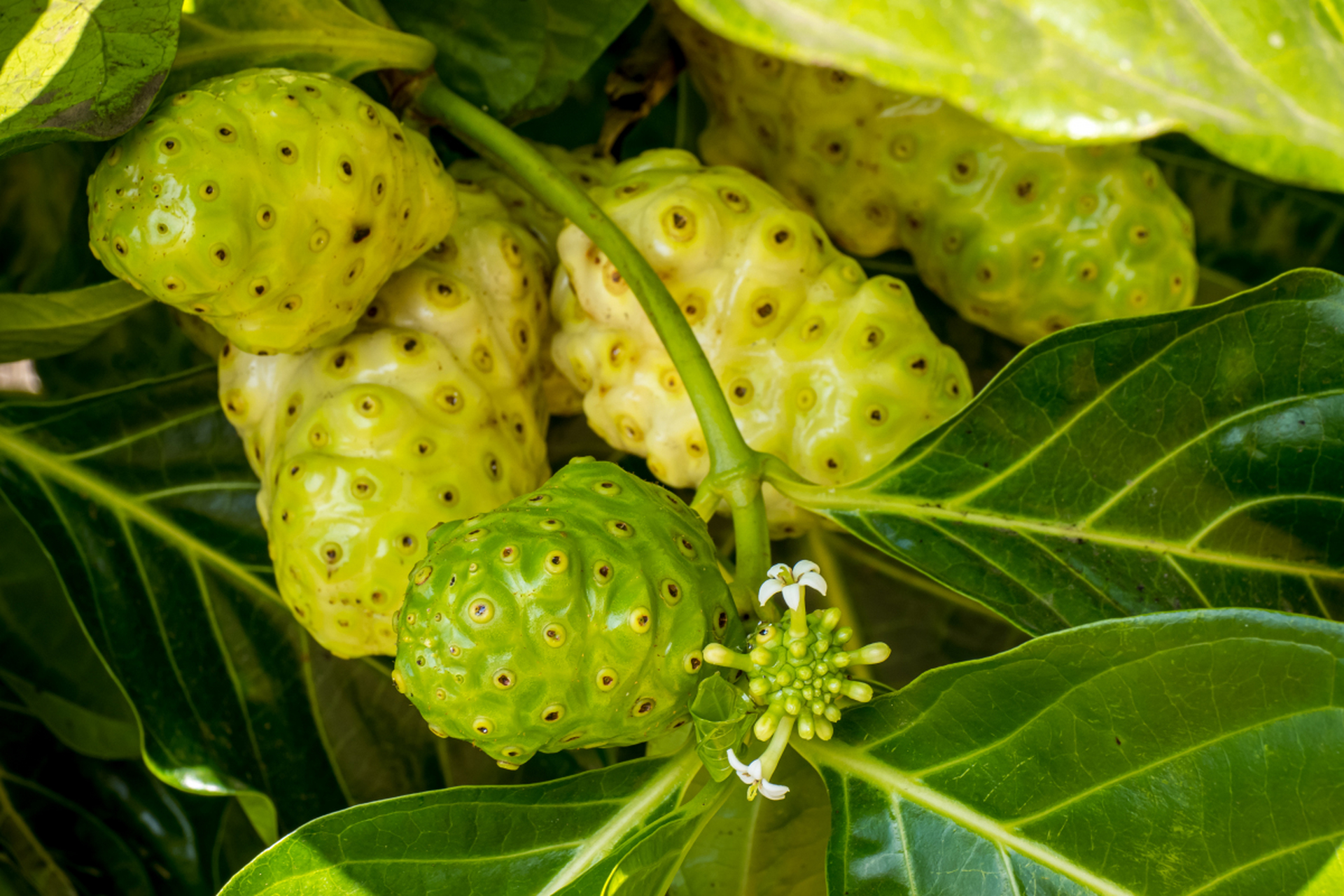 吃田七果对人体有什么好处呢?