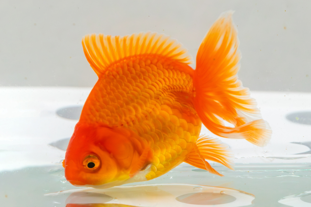 为处理这一问题,需检查水质,维持良好水质,隔离患病金鱼,添加盐,温和