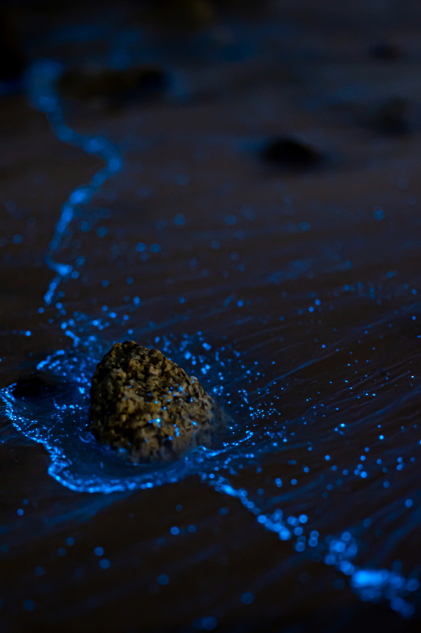 夜光藻"蓝眼泪"每年早于海萤出现,主要生活在海水