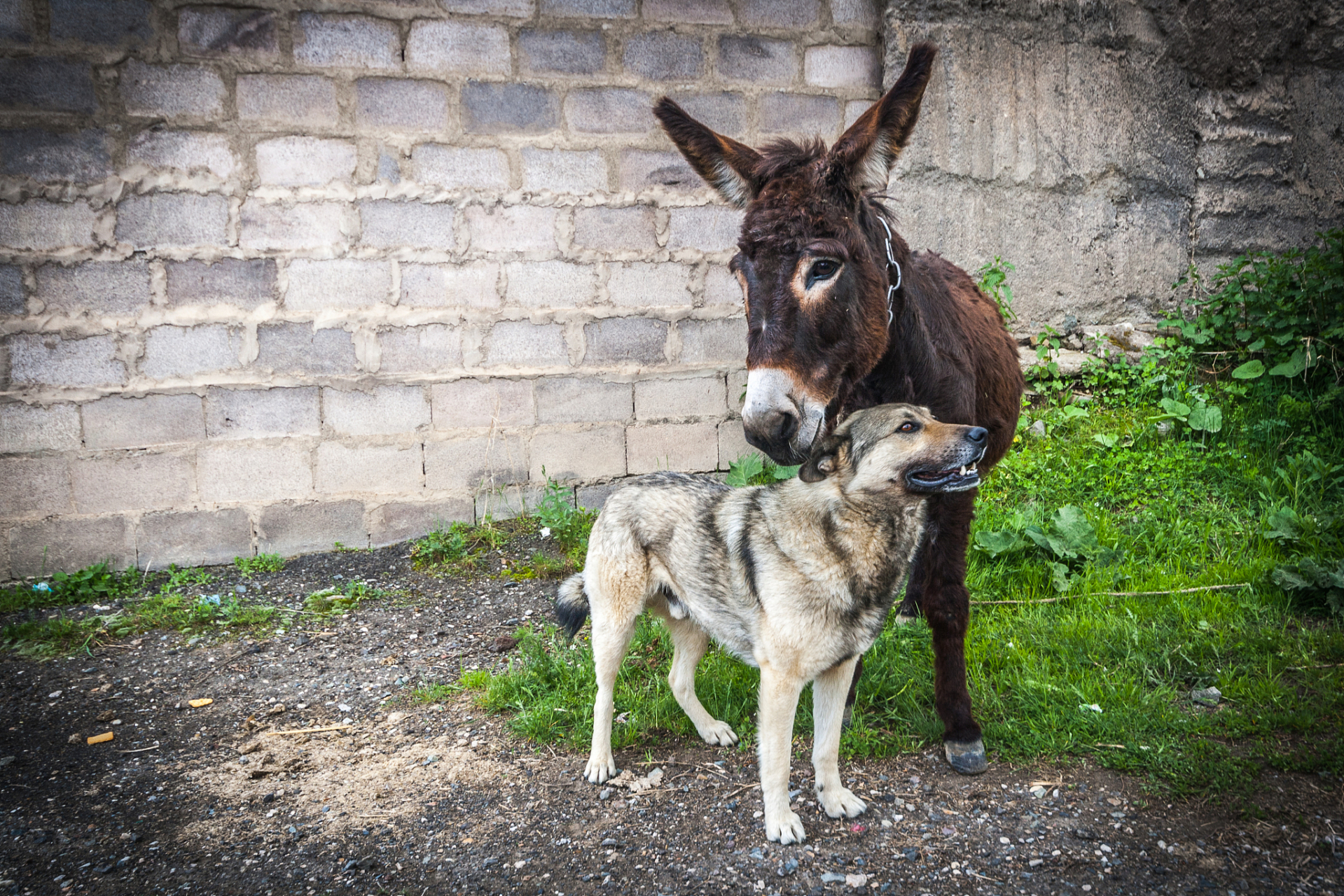 一天夜里有人翻墙而入,狗假装视而不见,驴看到后就对狗说:有人进来了