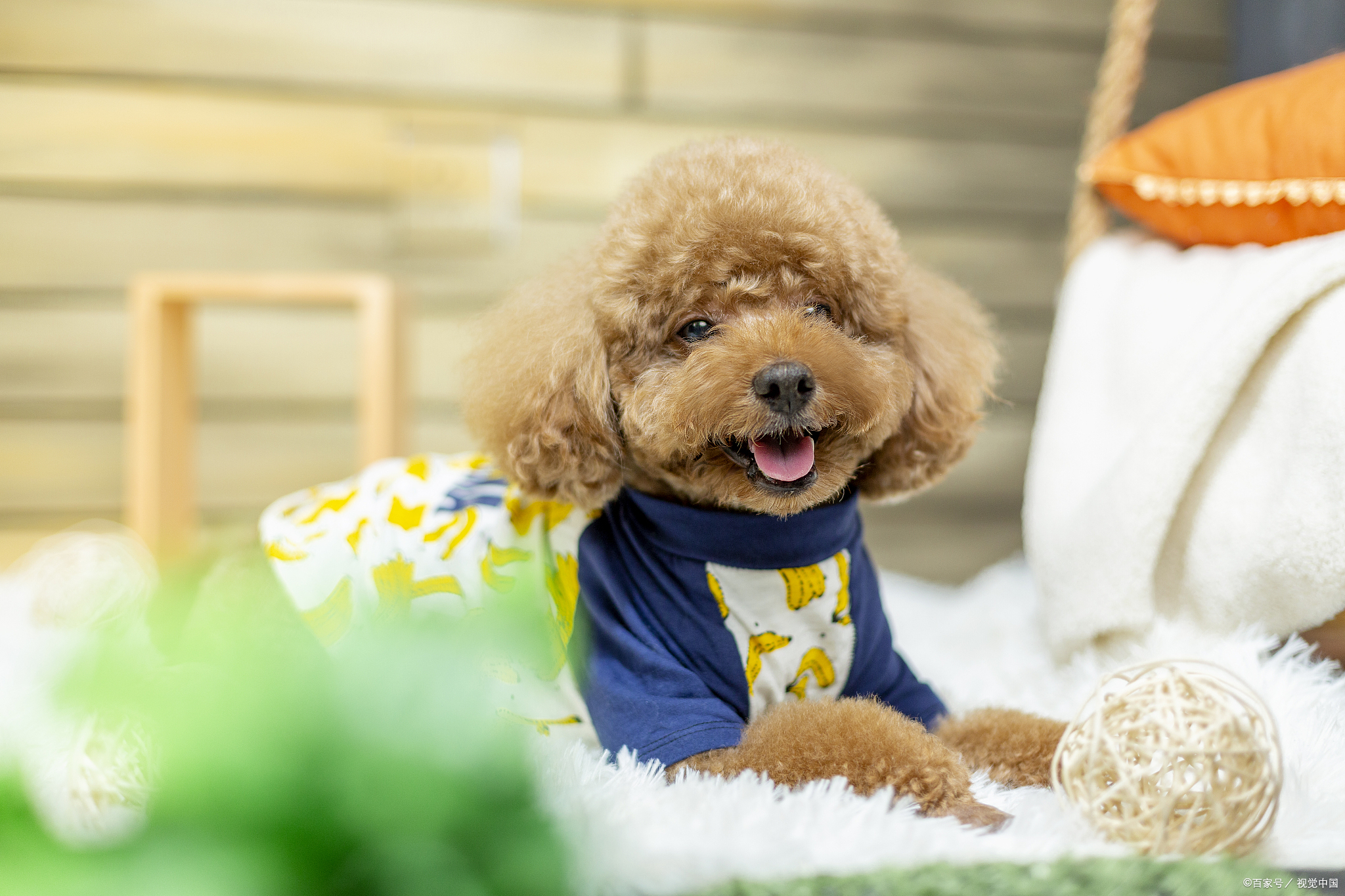 汪星人百科:宠物狗狗泰迪犬分为哪些类型?贵宾可以长到多少斤?