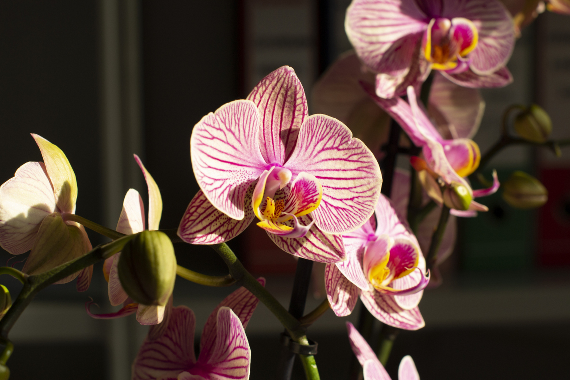 兰花是一种有着美丽外表和高雅气质的植物,因其精致,优雅,高贵的特点