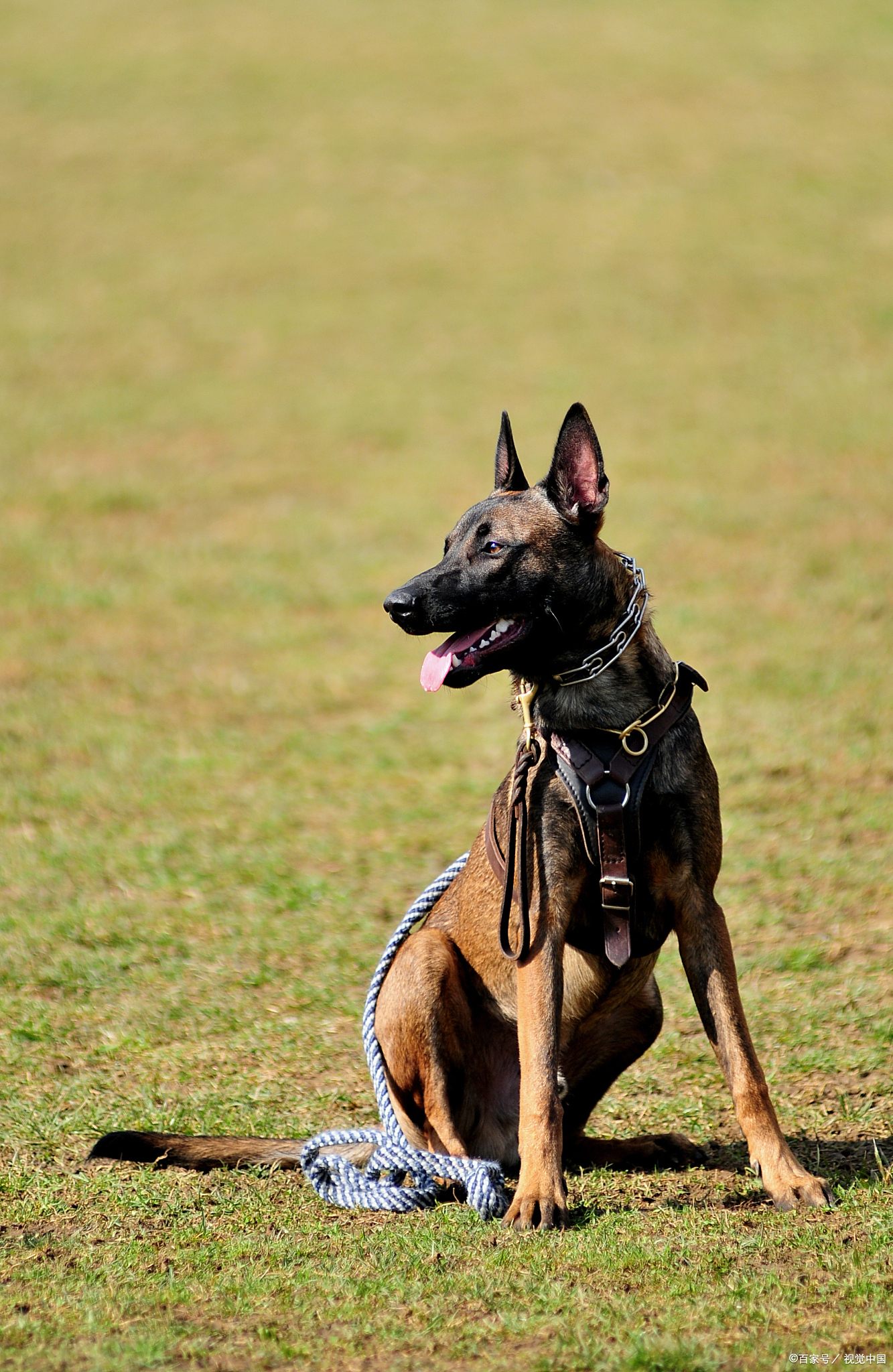 体型最小的马犬有多大:揭秘全球最小的警犬身材秘籍!