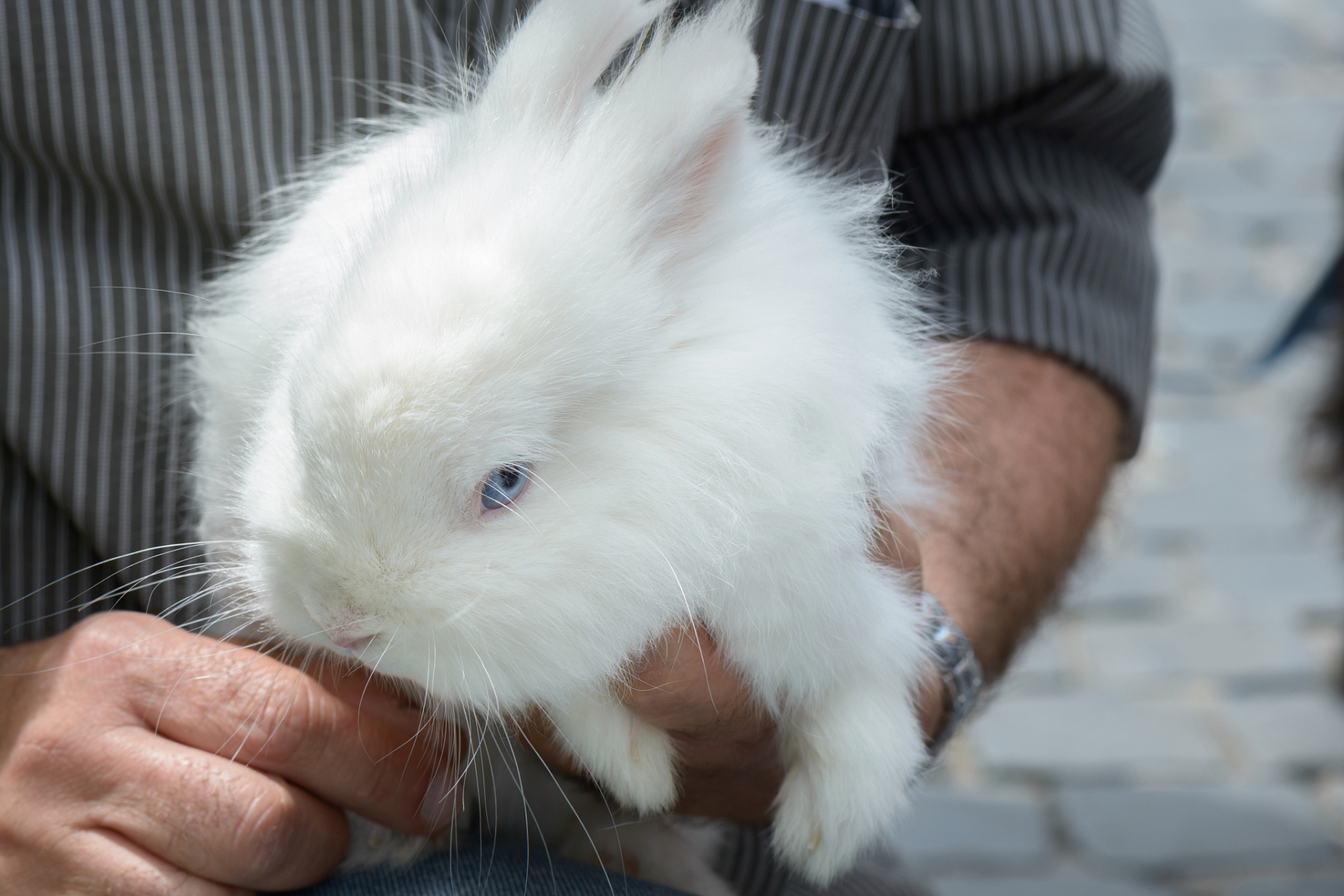 侏儒兔是一种可爱的兔子品种,通常被认为是一种小型的兔子品种.