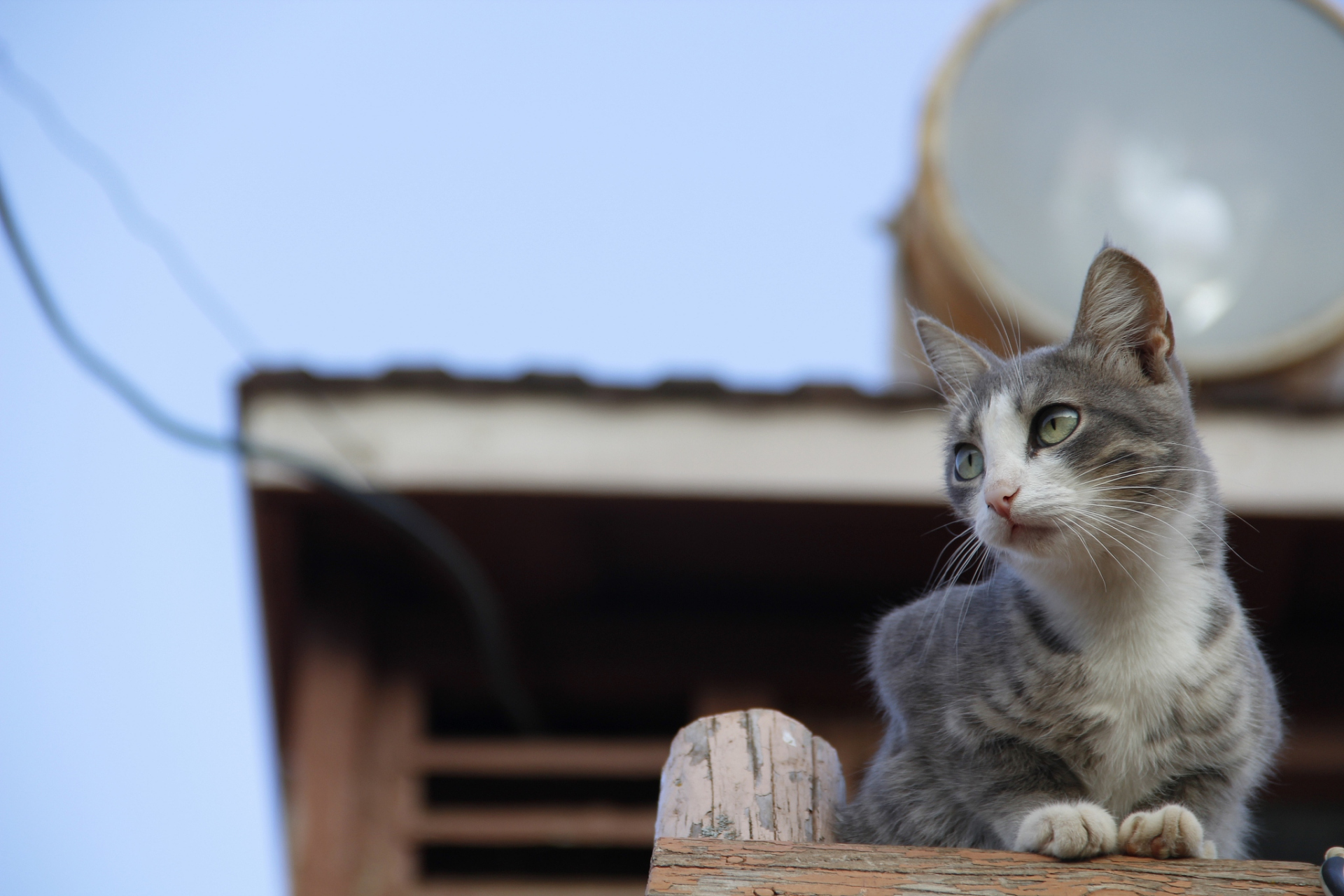 小猫璧纸图片