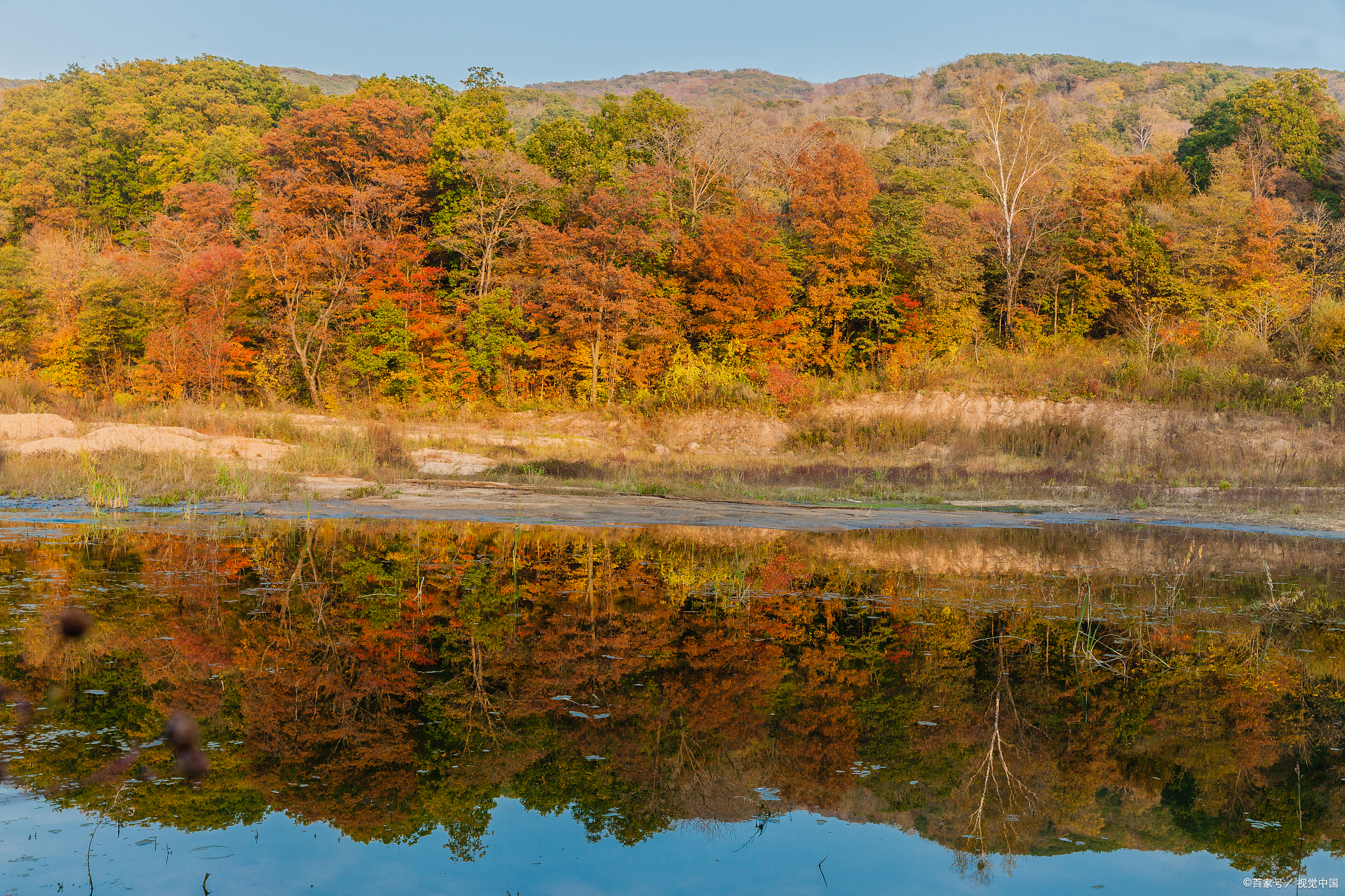 双鸭山乌苏里江枫叶秋色彩,江岸斑斓徒步惬意,美景心灵啊!