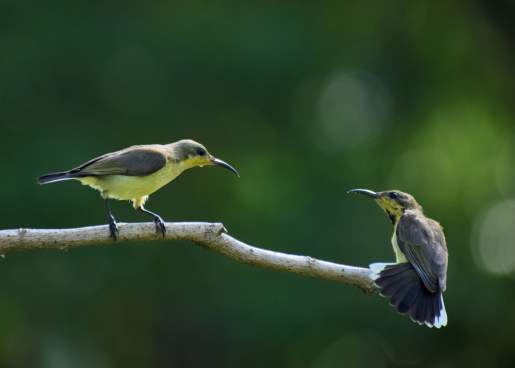 清晨天还未亮,甜甜的鸟儿鸣叫声就从微微清冷的空气中传了出来,这大概