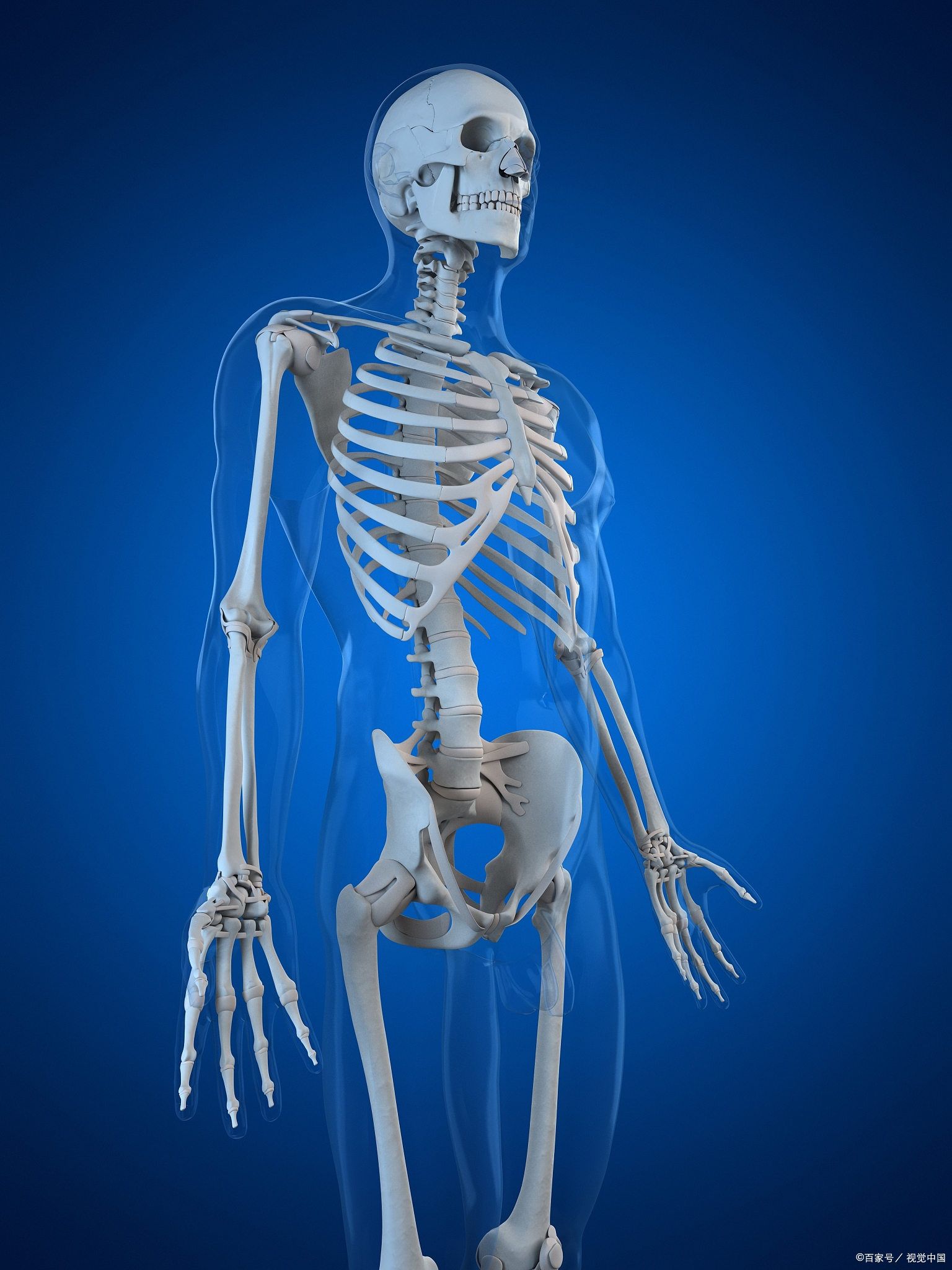 人骨人骨骨占位图片步行时人体骨骼图人的骨折图片躯干骨人体骨头侧面