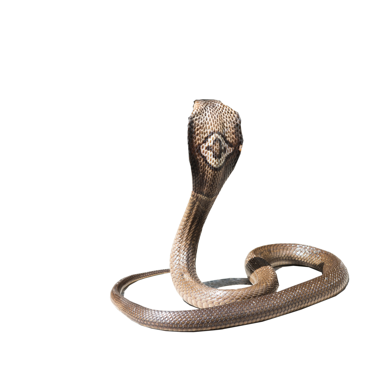 然而,当我们谈到"最毒的蛇"时,眼镜蛇并不是百蛇之王.