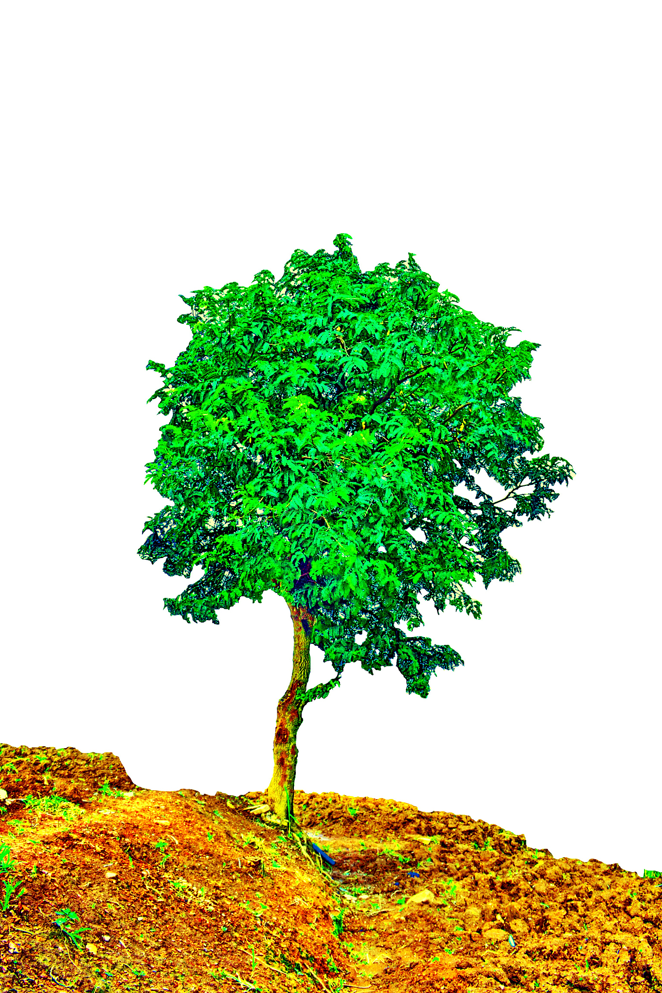 操场上的小树苗,一年年长高.一年级时踮脚够树叶,六年级已能触碰枝梢