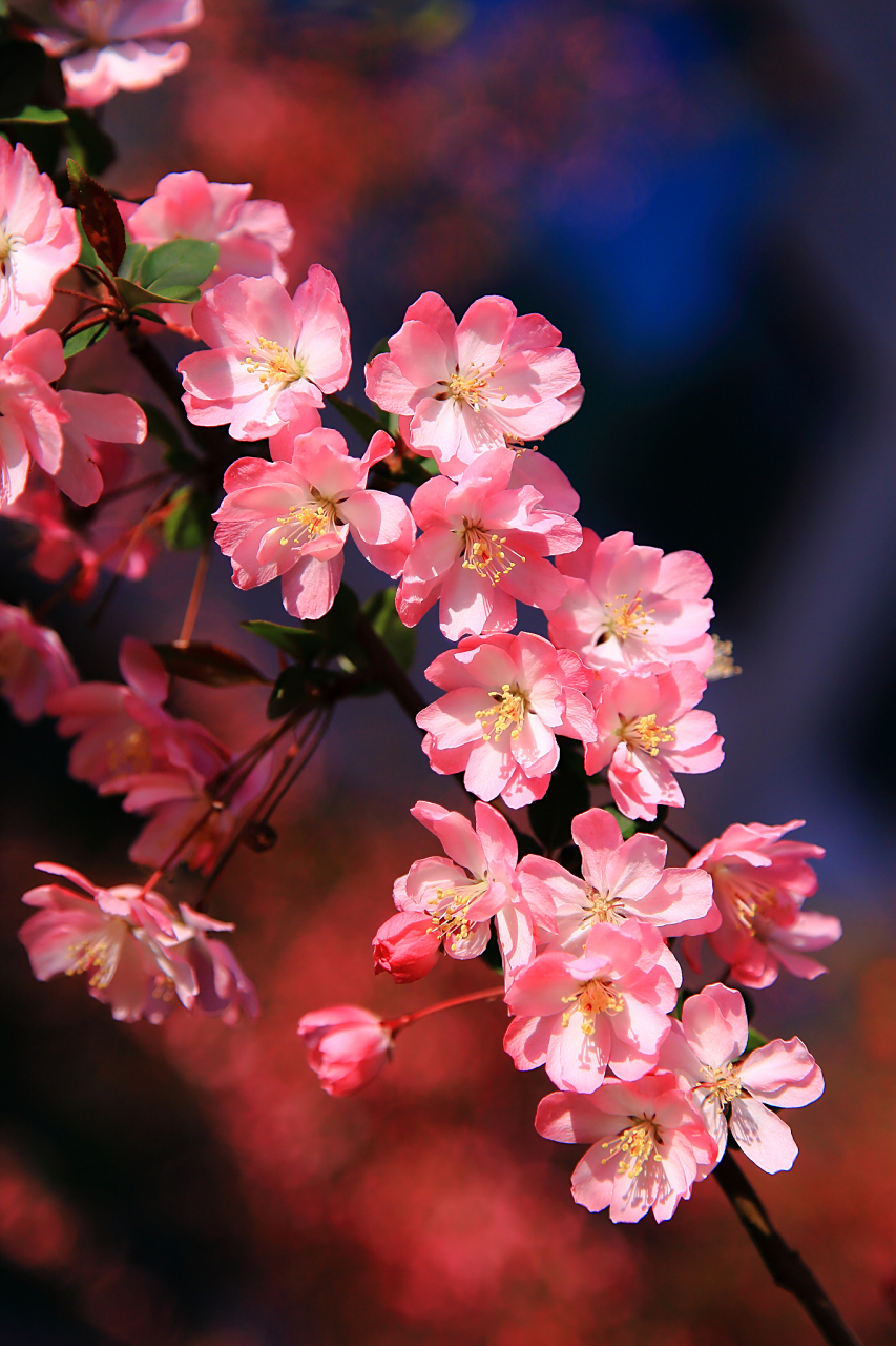 海棠花适合在家里养吗?