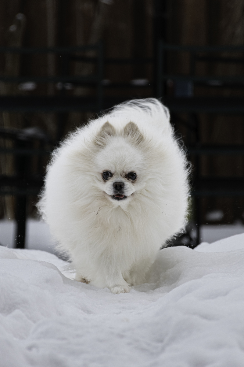 纯种博美犬图片 品种图片