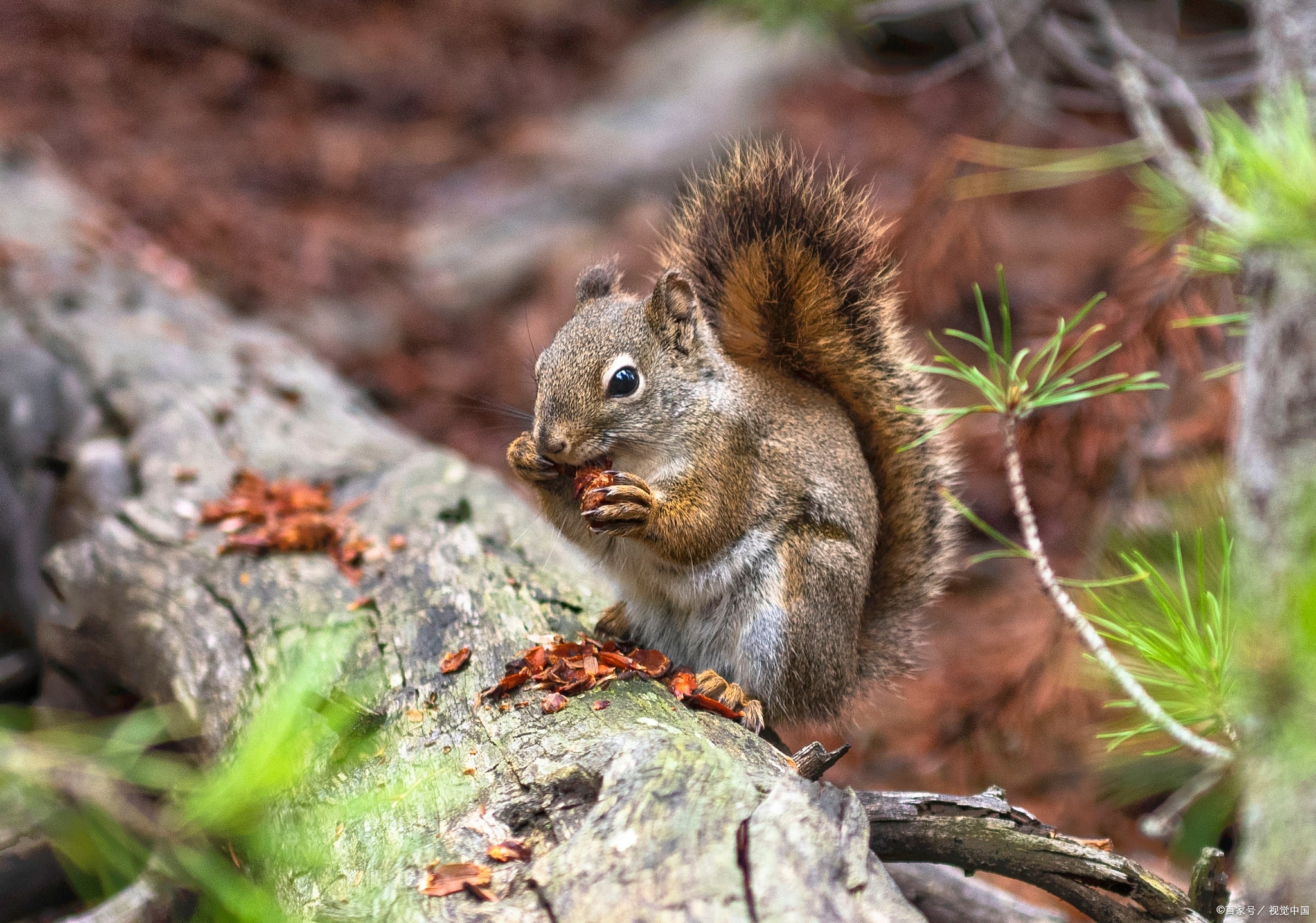 黄山松鼠和红腹松鼠哪个好