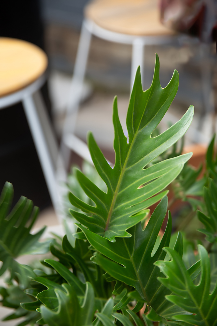 04  春羽,又称"羽叶蔓绿绒",是一种极具观赏价值的室内植物.