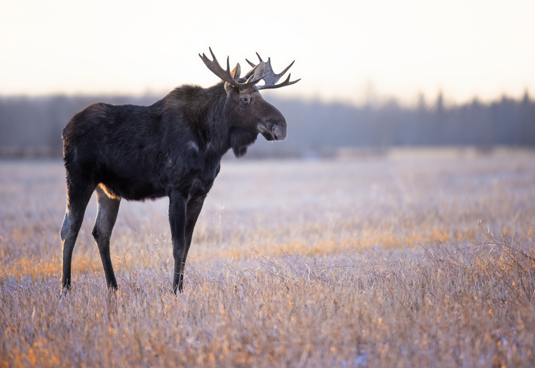[原文:驼鹿是典型的什么动物]
