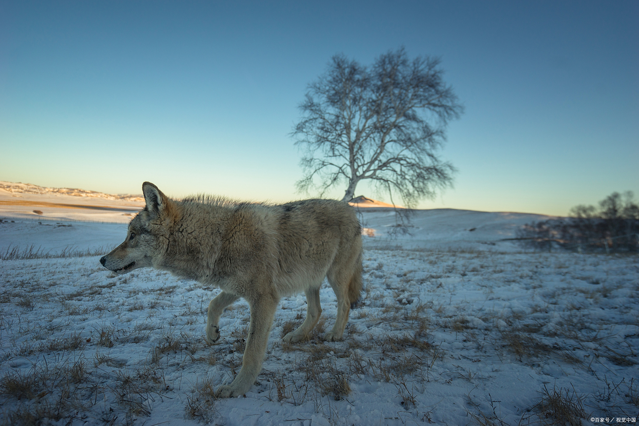 荒野的呼唤人的生命就是不断地适应再适应