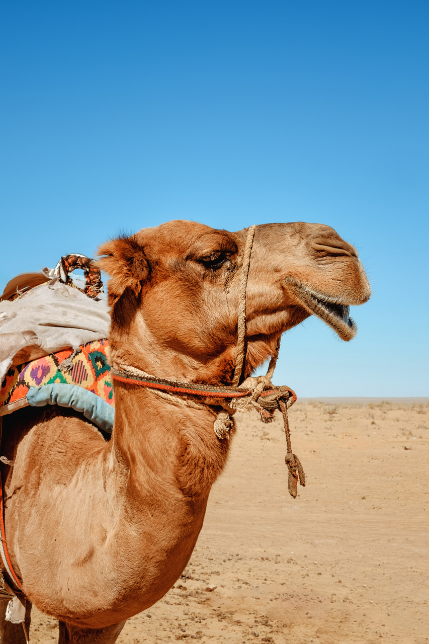 骆驼的生理结构和行为特点使其能够适应极端环境,包括在炎热干燥和