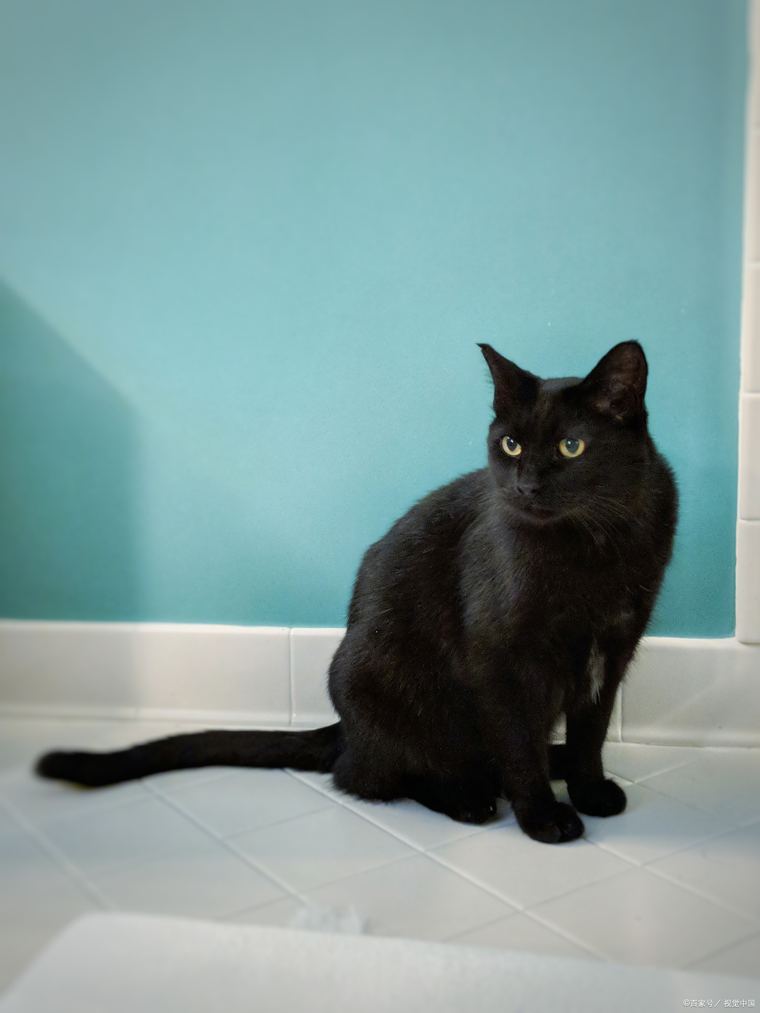 中华田园猫中哪些品种最适合家庭饲养?