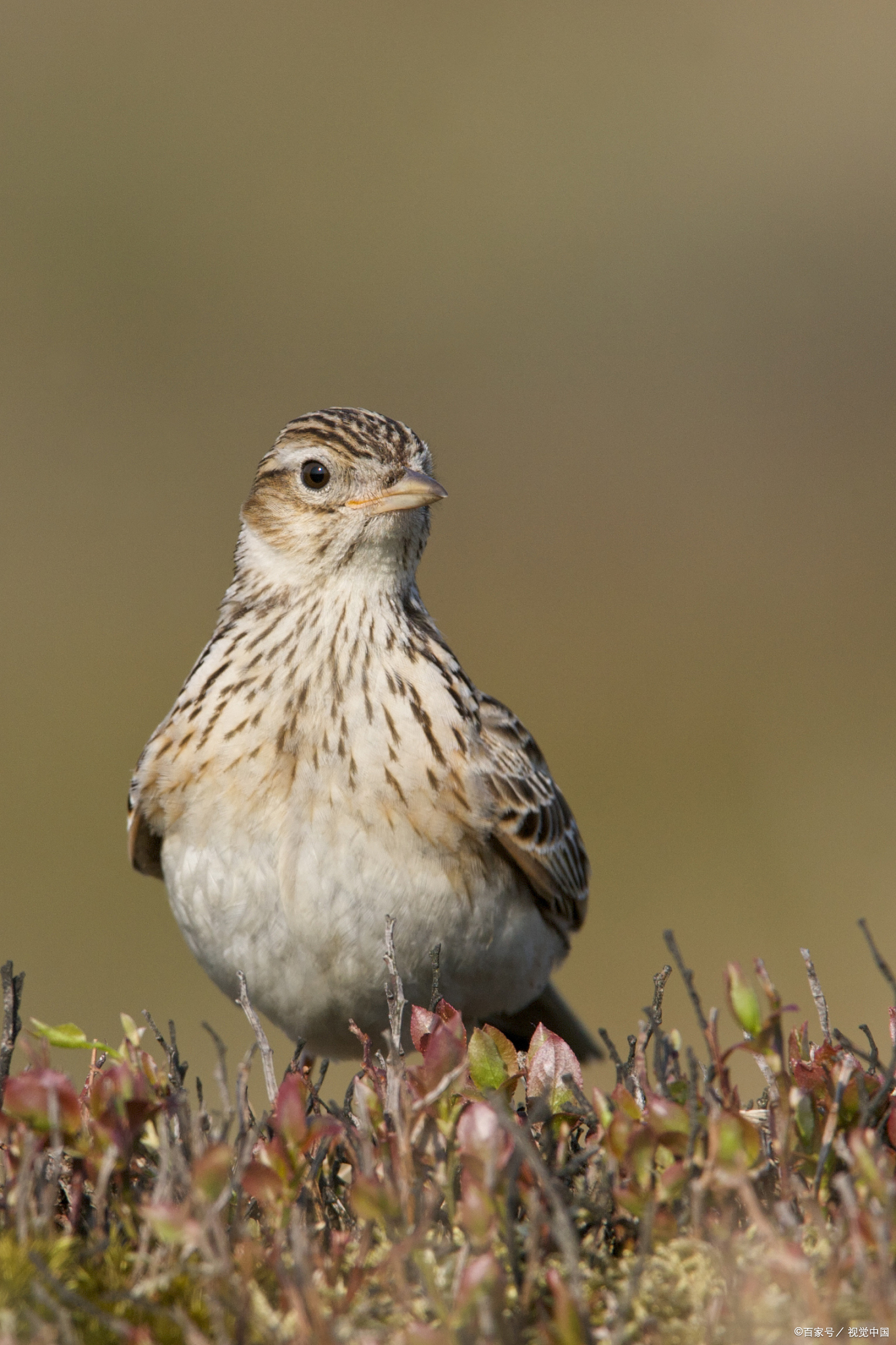 百灵鸟老野怎么精选