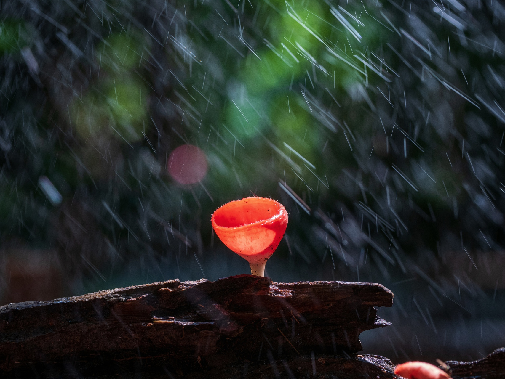 若无闲事,不如听雨  窗外的雨丝悄然而至 我静静坐在窗前,听着雨点的