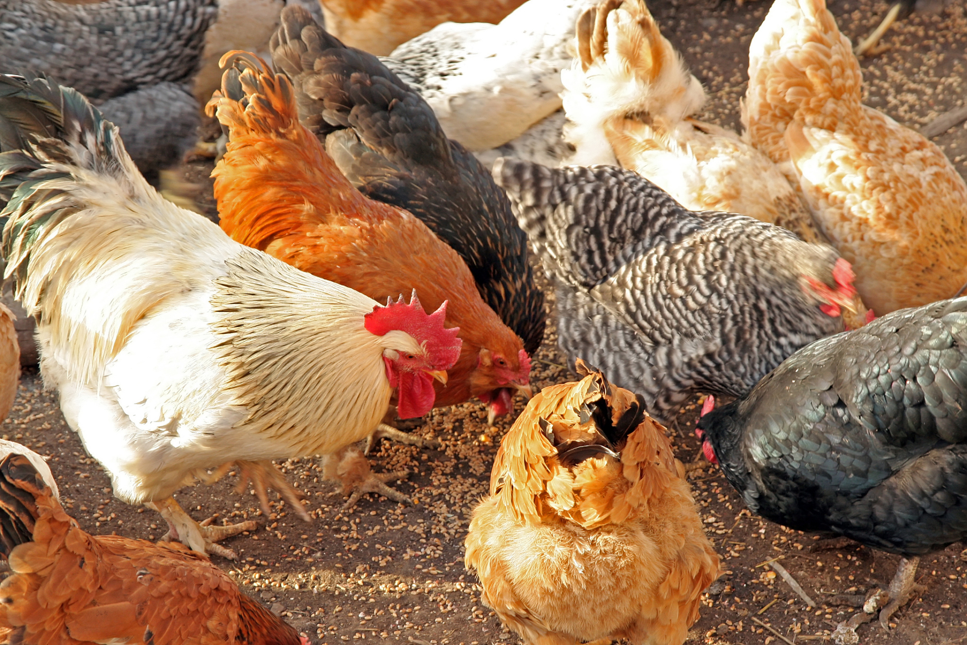 鸡不爱吃食消瘦可能是环境,饲料,疾病等原因导致,需要改善环境,调整