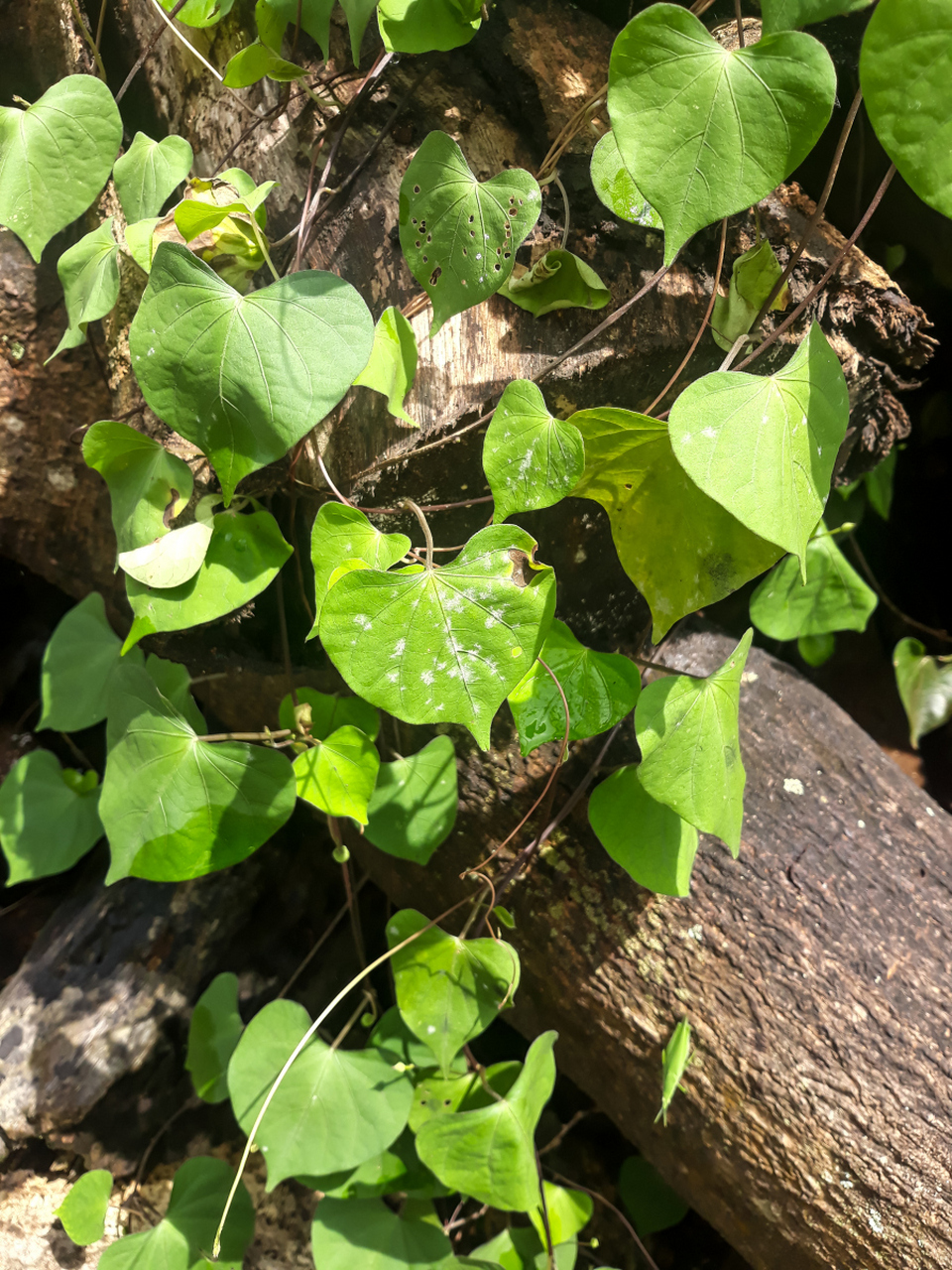 首乌藤的作用和功效  1,滋阴养血 首乌藤这类中草药材味甘,性补能入心