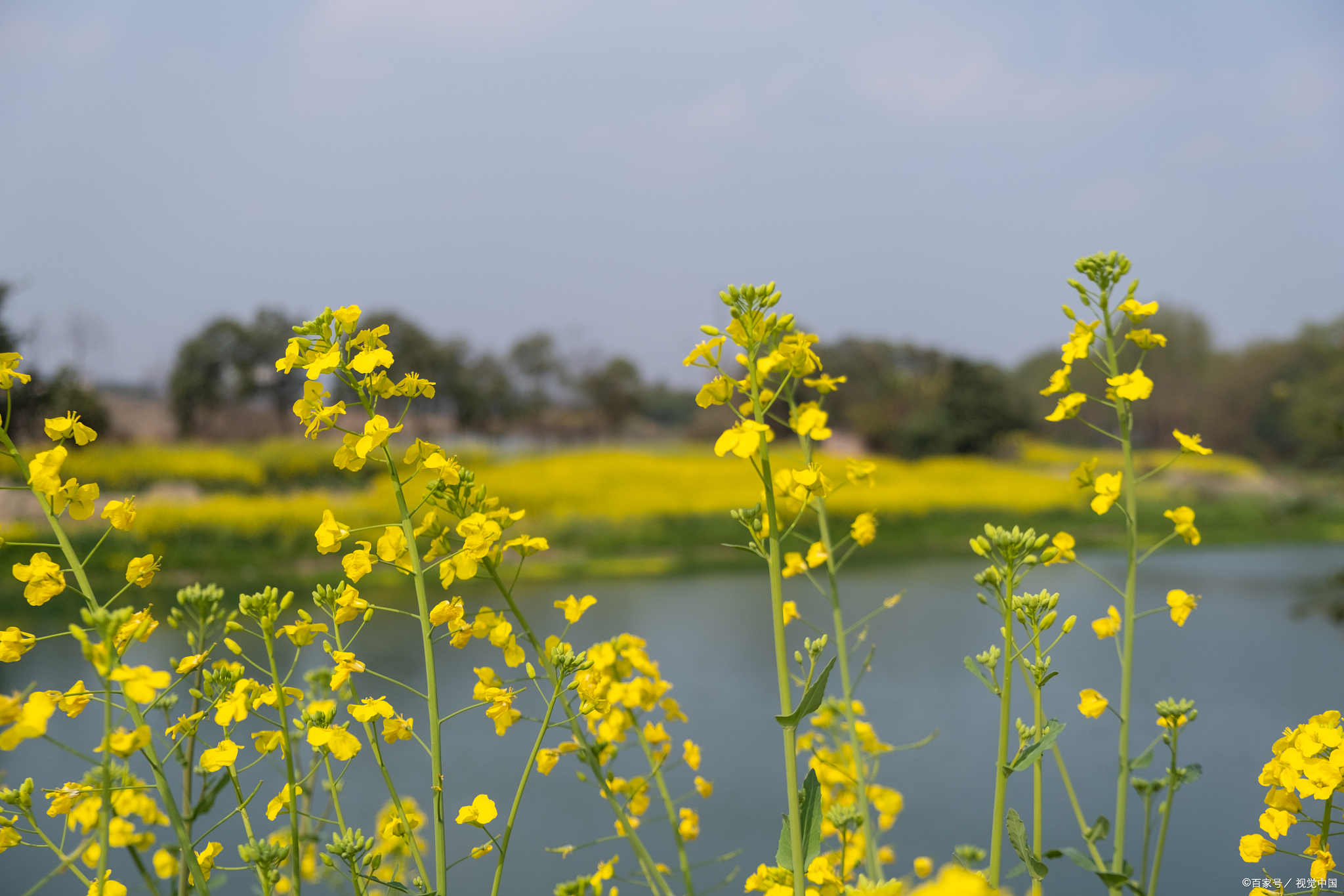 大兴瀛海油菜花海盛放,京城梨园花香四溢,温榆河公园梯田如画