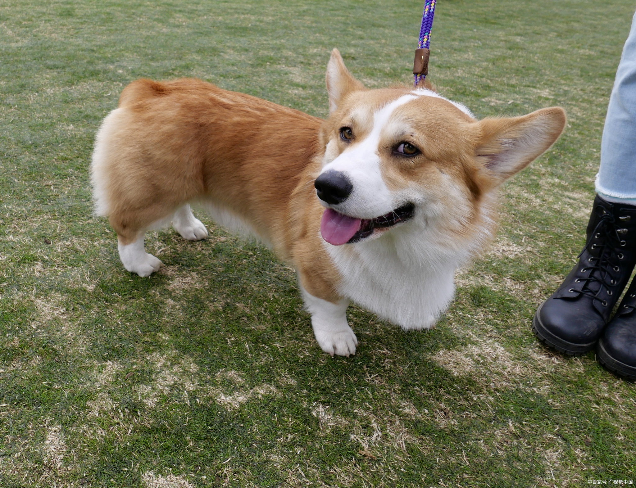 柯基犬:英国皇家的珍贵宠物,一种独特的犬种背后的故事