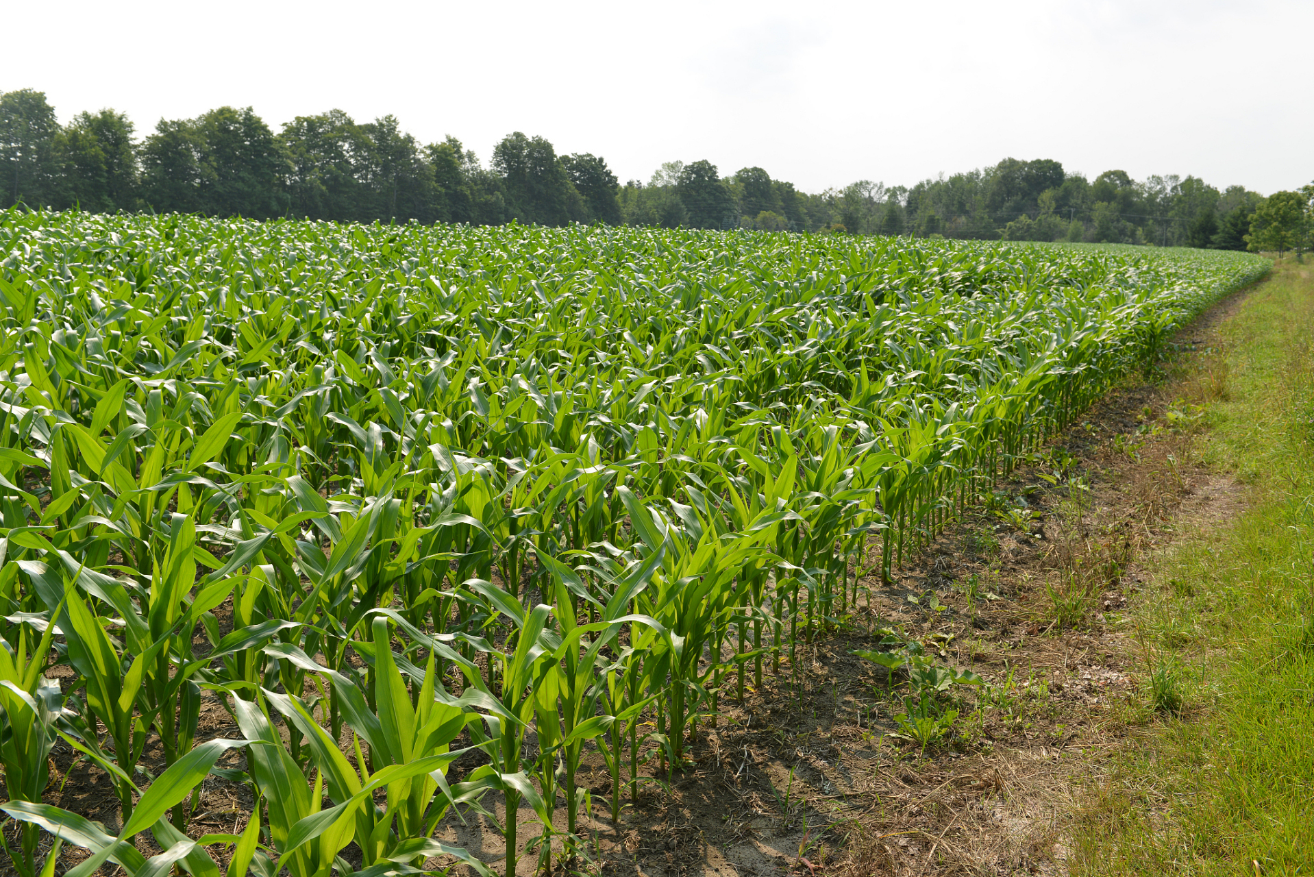 涿州农田肥沃,适宜种植各类谷物作物.