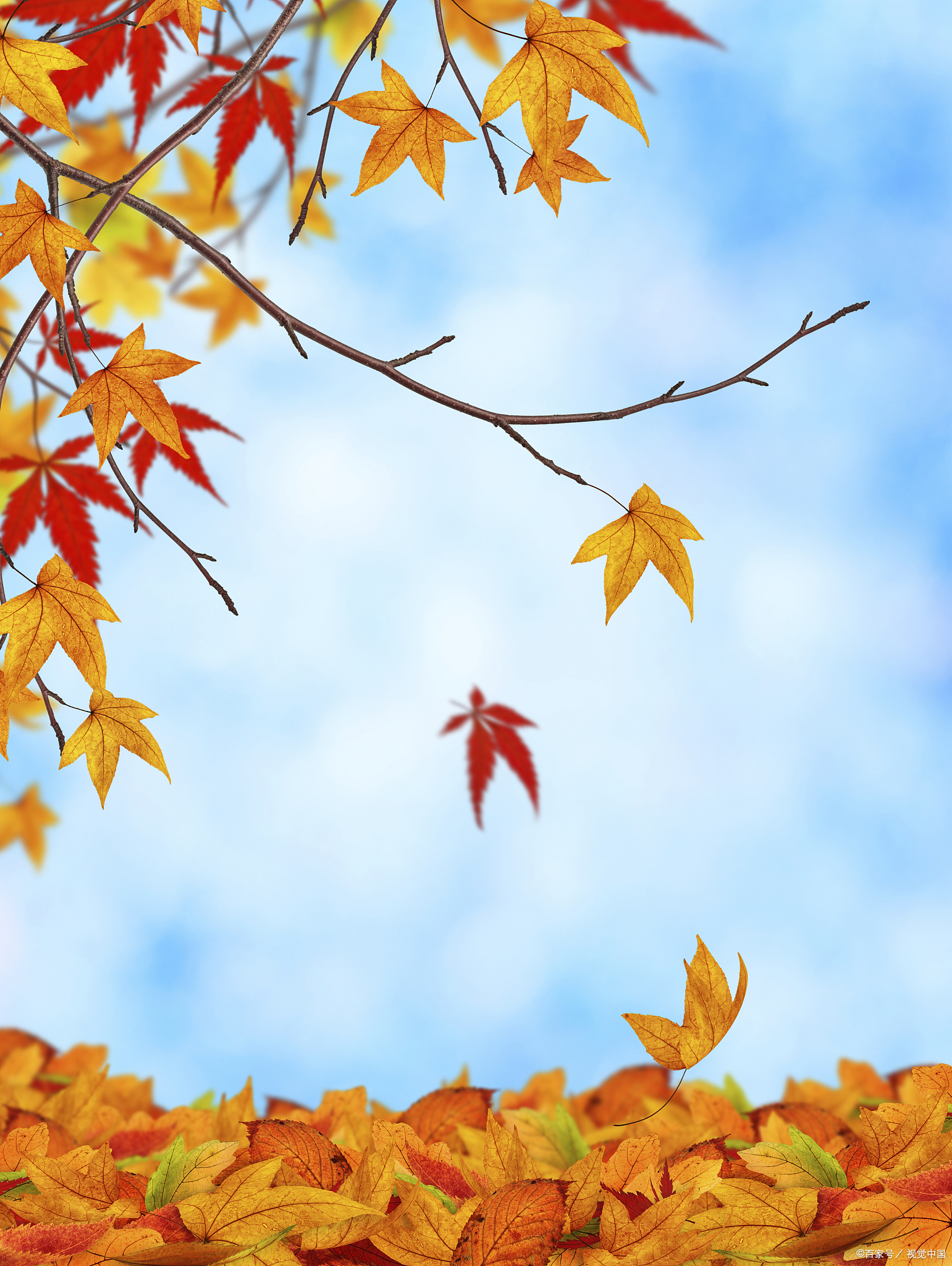 人生如秋叶,虽短暂却绚烂