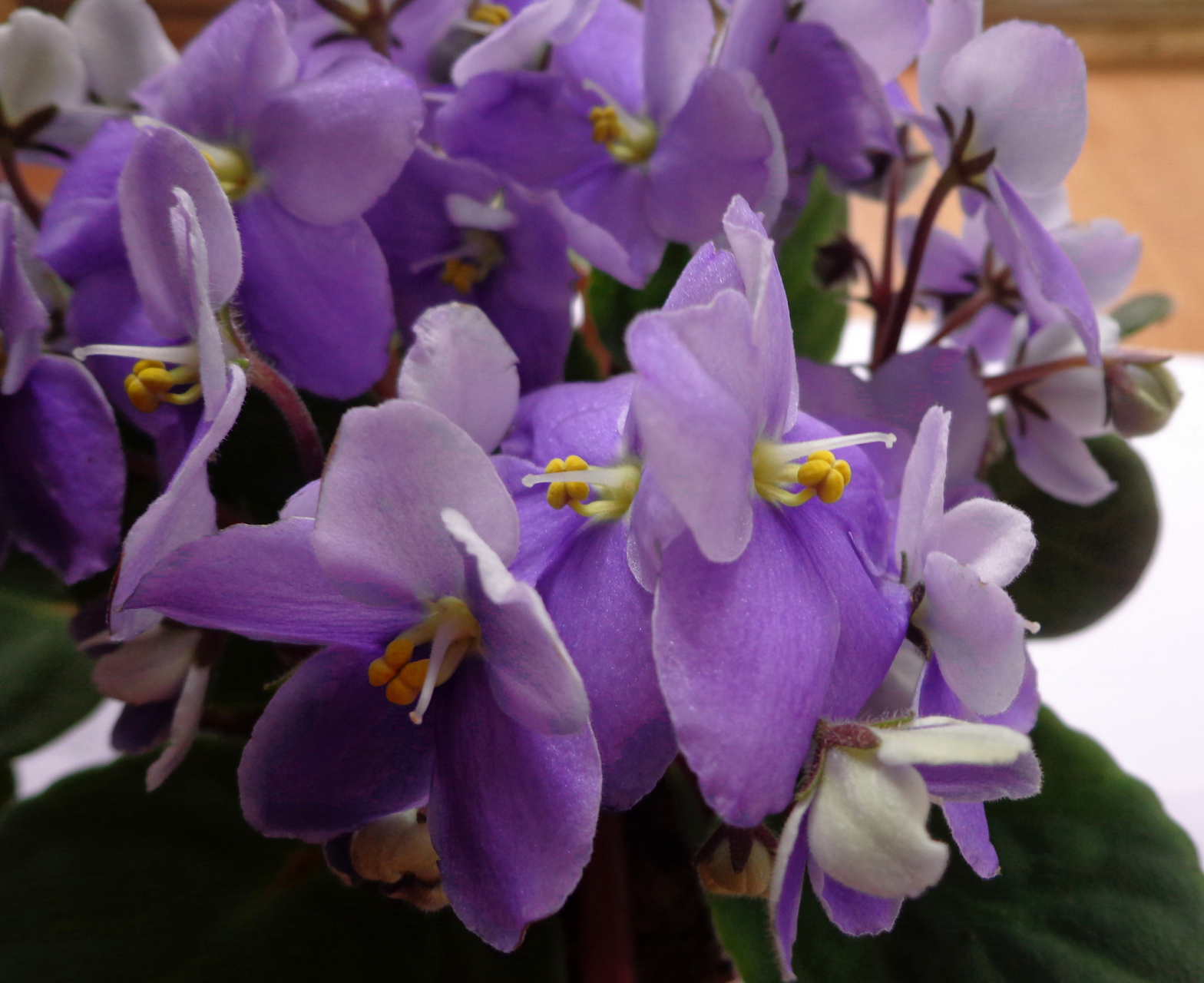 紫罗兰,是一种常见的二年生或多年生草本花卉,因其迷人的香气和多彩的