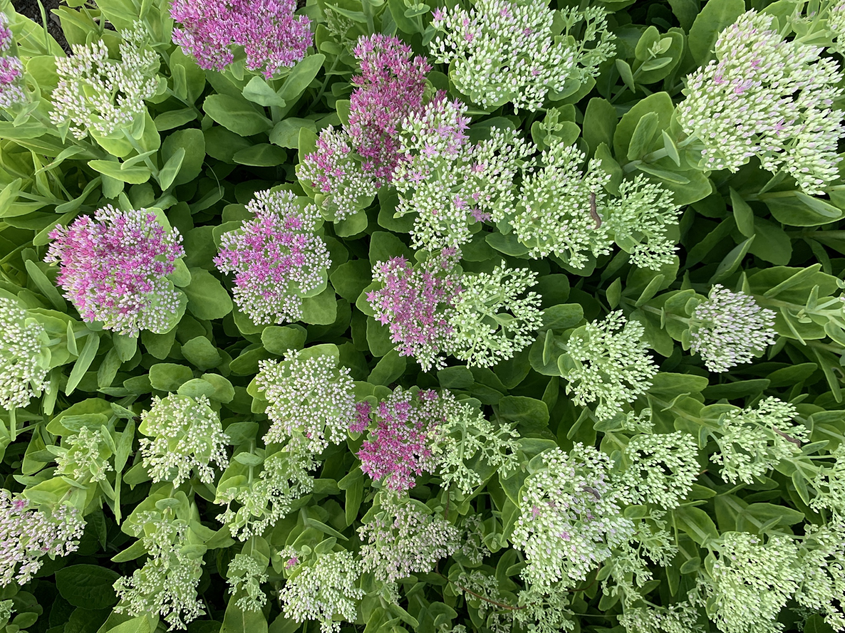 八宝景天是一种非常美丽的植物,它的养殖方法也非常简单.