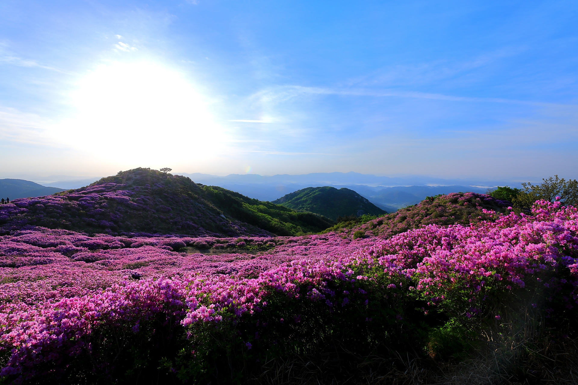 第4届龙头山云端杜鹃节# 龙头山位于川陕交界处米仓山主梁汉中市南郑