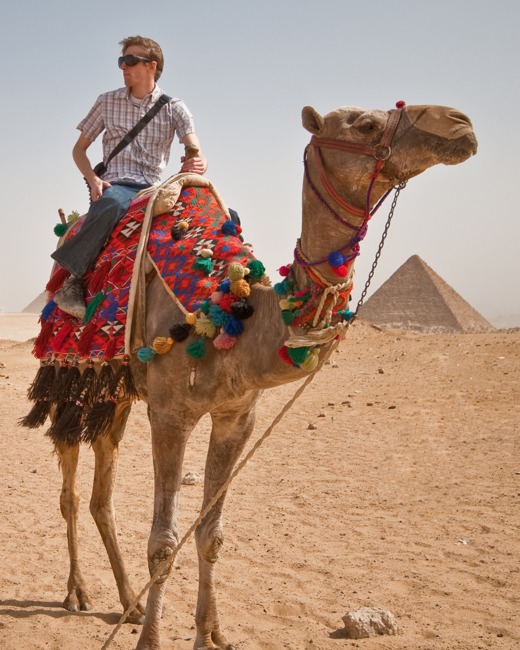 敦煌一景区千余骆驼罢工# 敦煌骆驼"罢工"背后的故事:游客爆满,骆驼