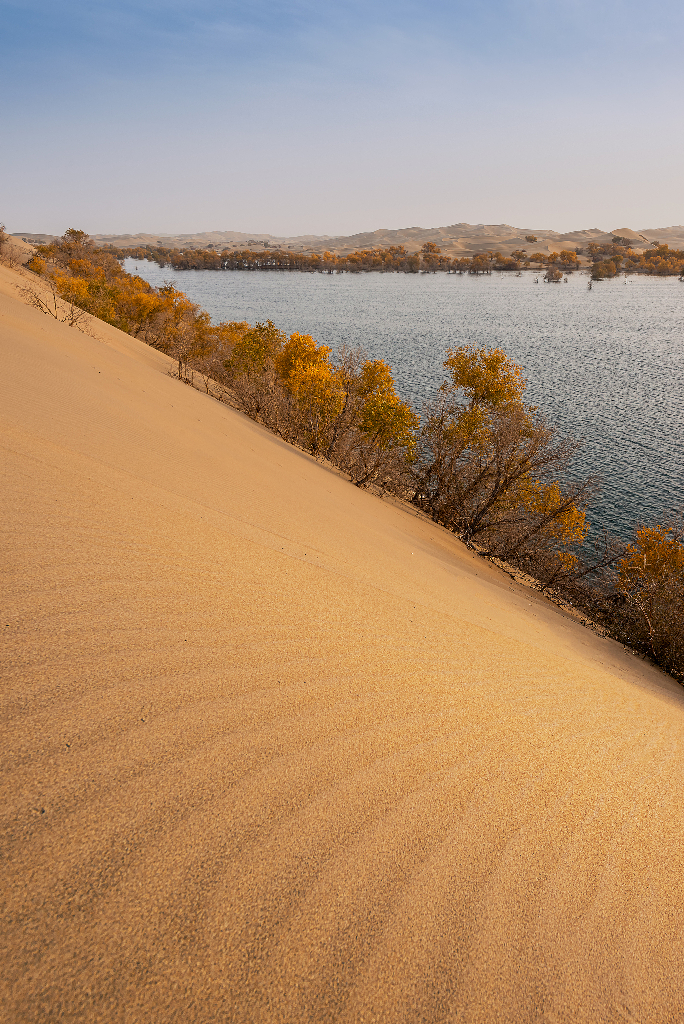 塔里木河的沙漠绿洲生机勃勃,它如何在沙漠中生存?