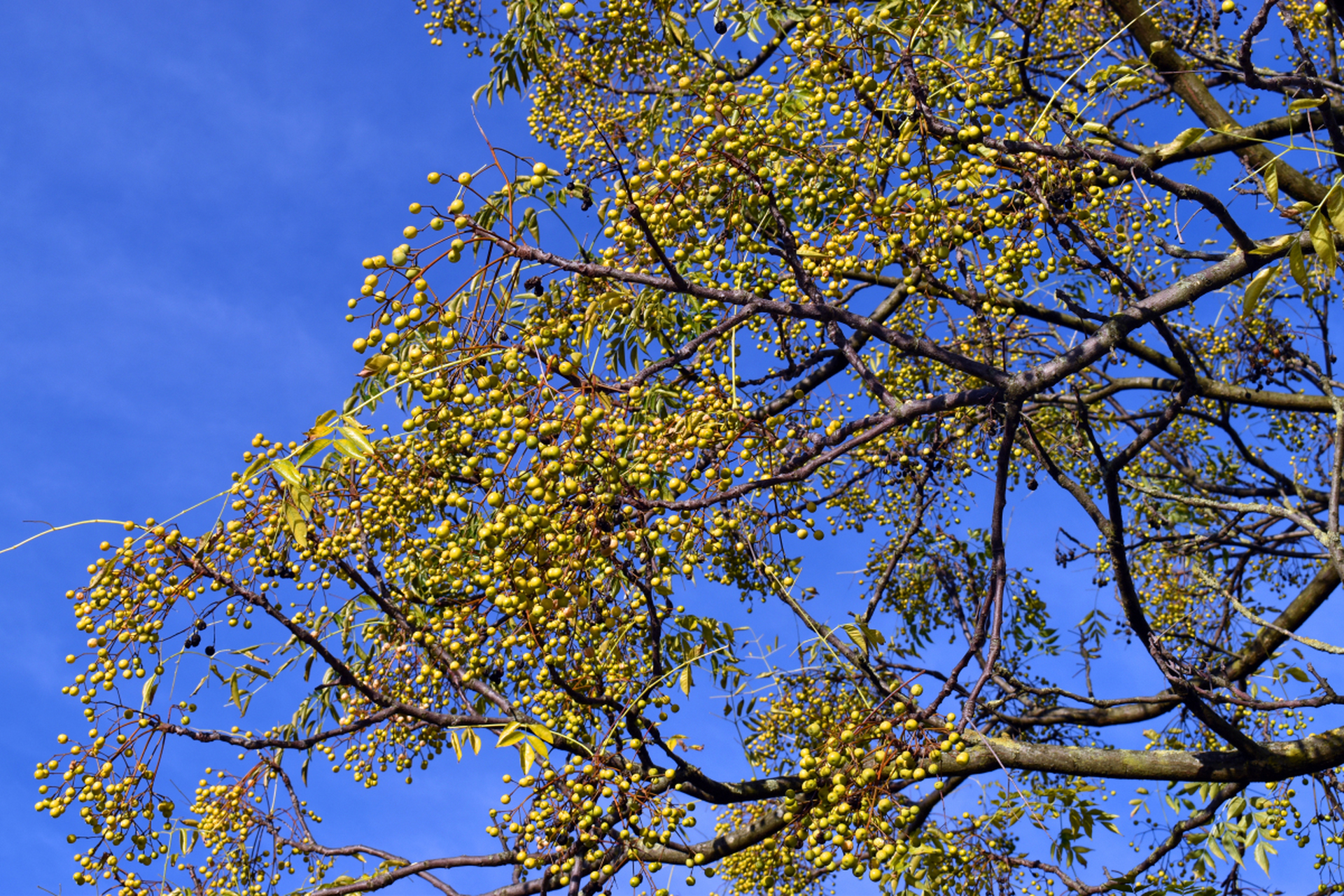 苦楝子,又称金铃子,楝枣子,是一种生长在南方湿润土壤中的落叶乔木