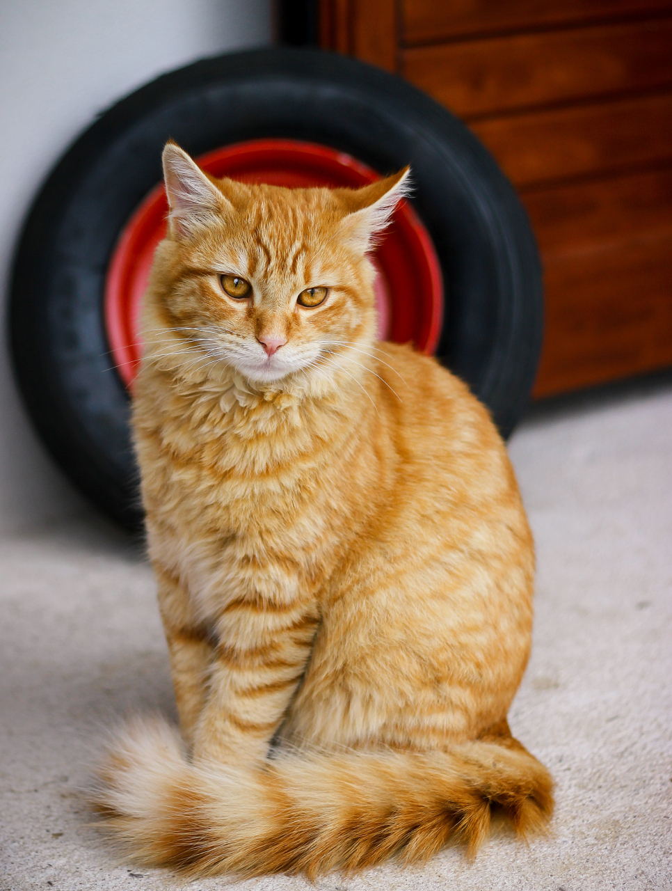 摘要:给金色缅因猫取名可以依据其外貌,性格和特点,以及主人的喜好.