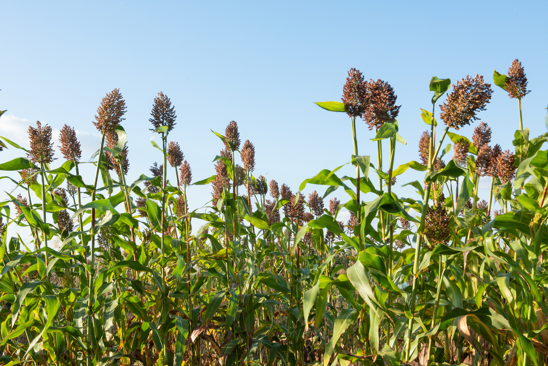 打乌米-儿时乐事之六-阮英原创作品 高粱孕穗青纱帐, 风吹叶子哗哗响.